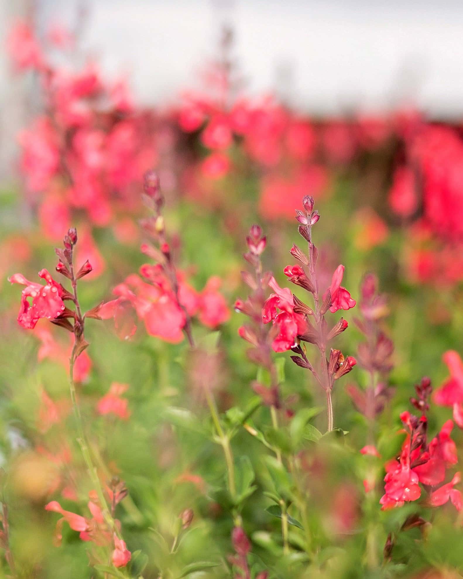 Coral Salvia Greggii - Image 3