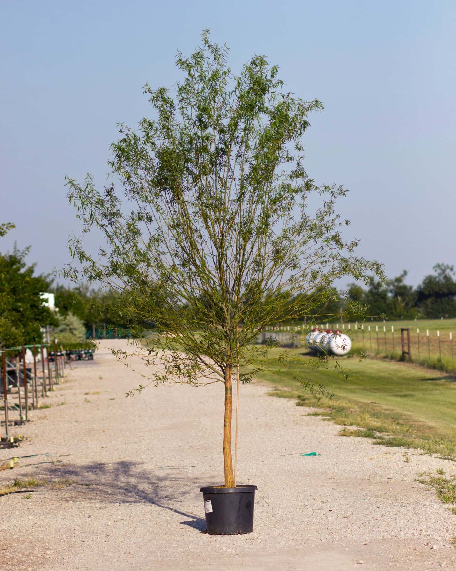 Corkscrew Willow - Image 5