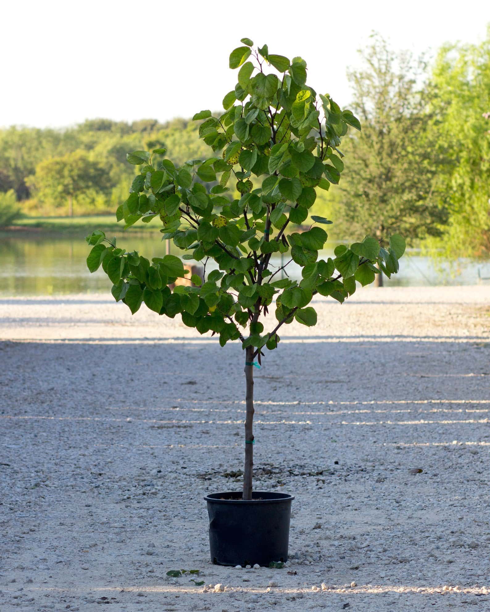 Cotton Candy Redbud - Image 6