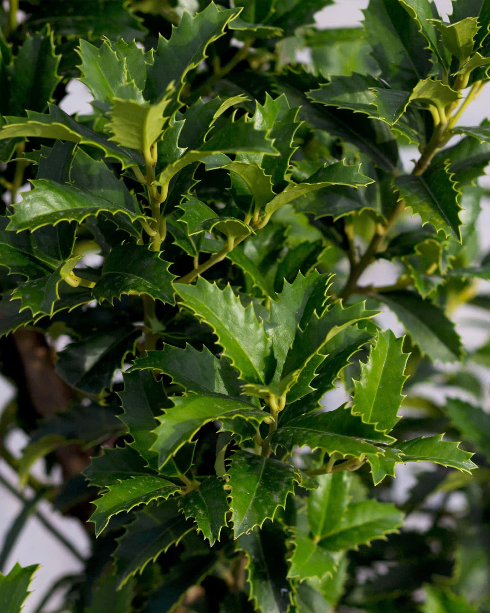 Crown Point Holly - Image 4