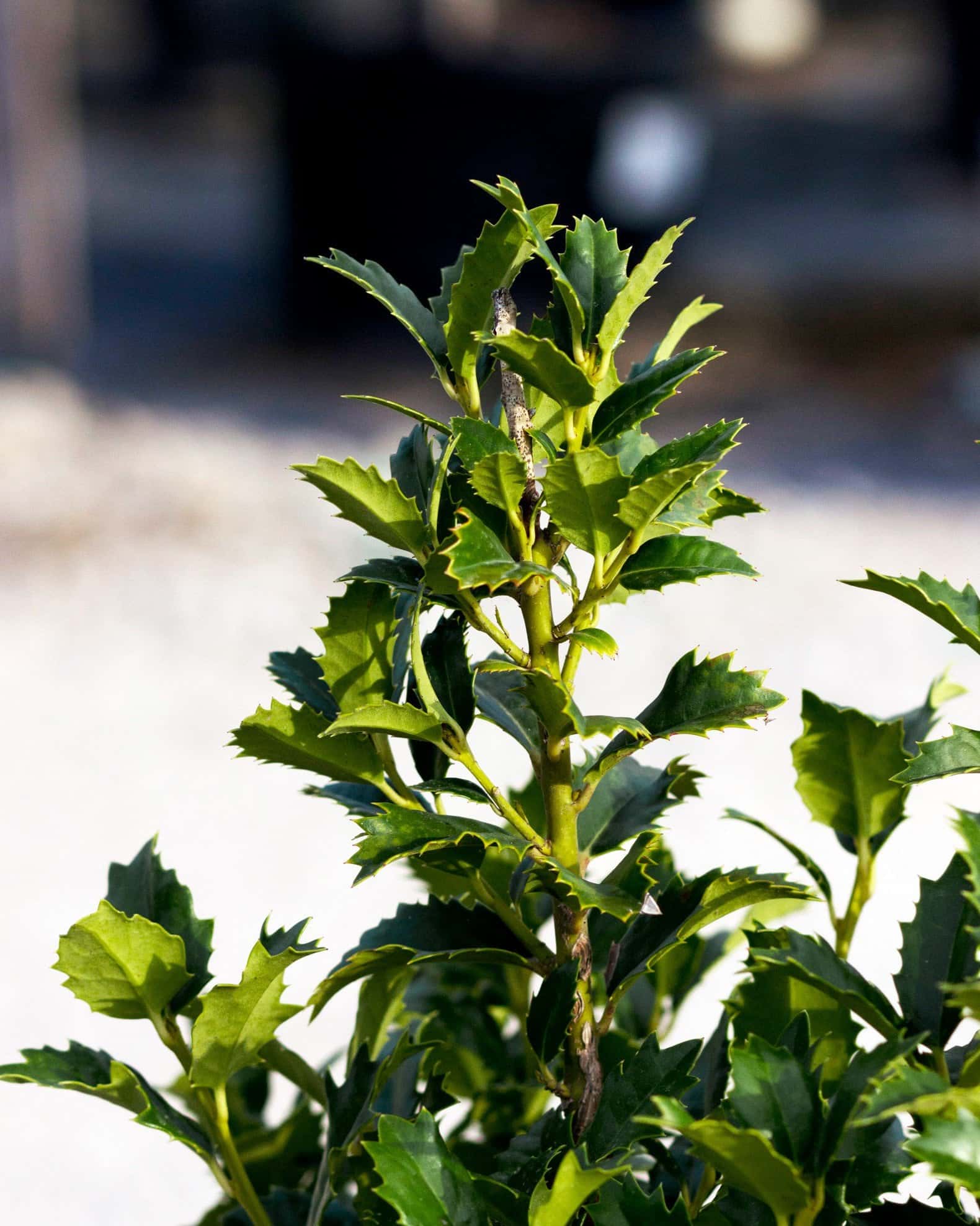 Crown Point Holly - Image 6