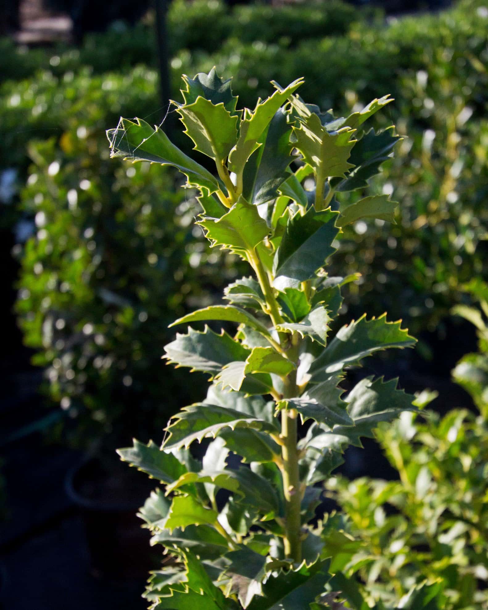 Crown Point Holly - Image 5