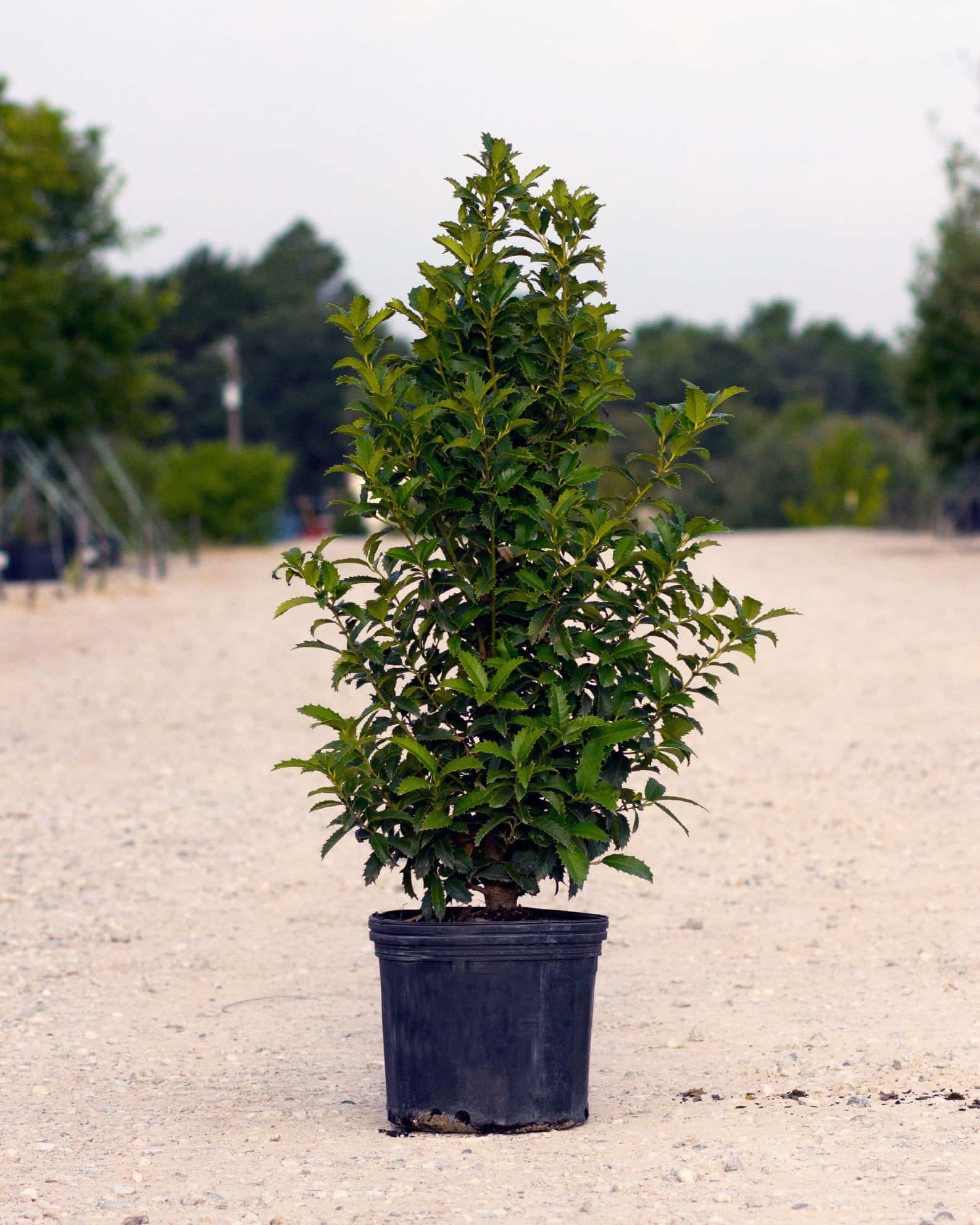 Crown Point Holly - Main Image