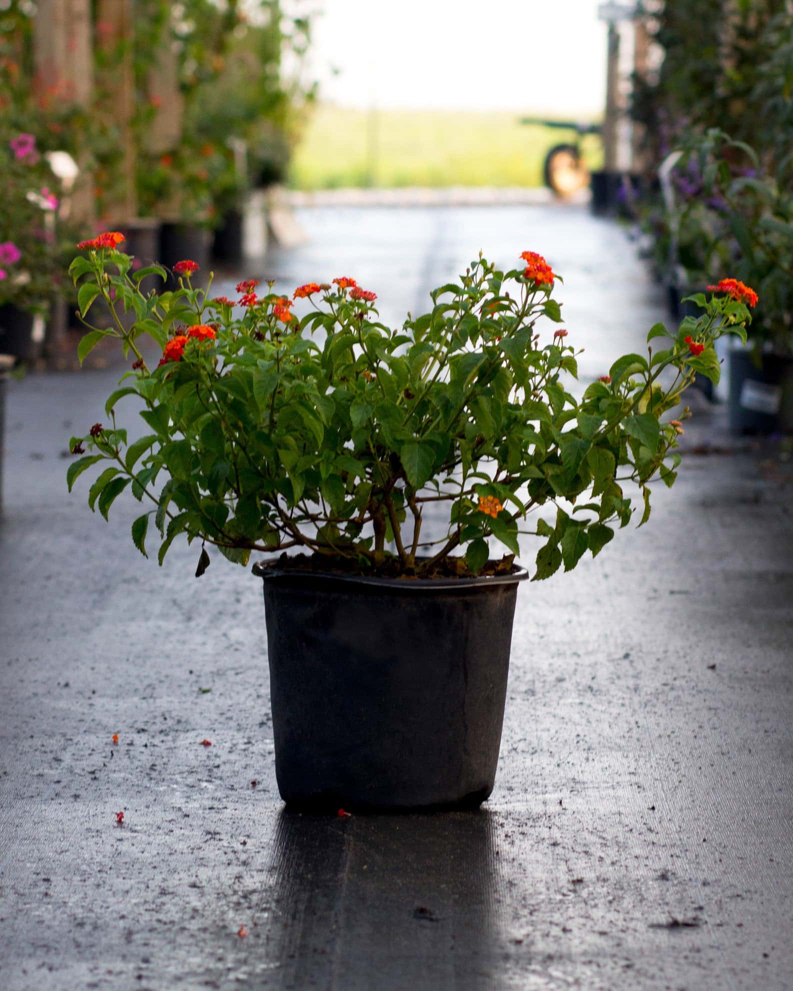 Dallas Red Lantana - Image 7