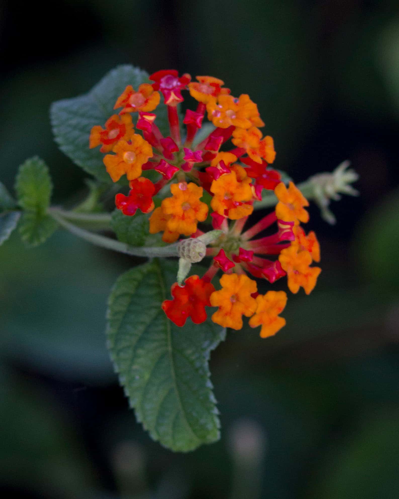 Dallas Red Lantana - Image 1
