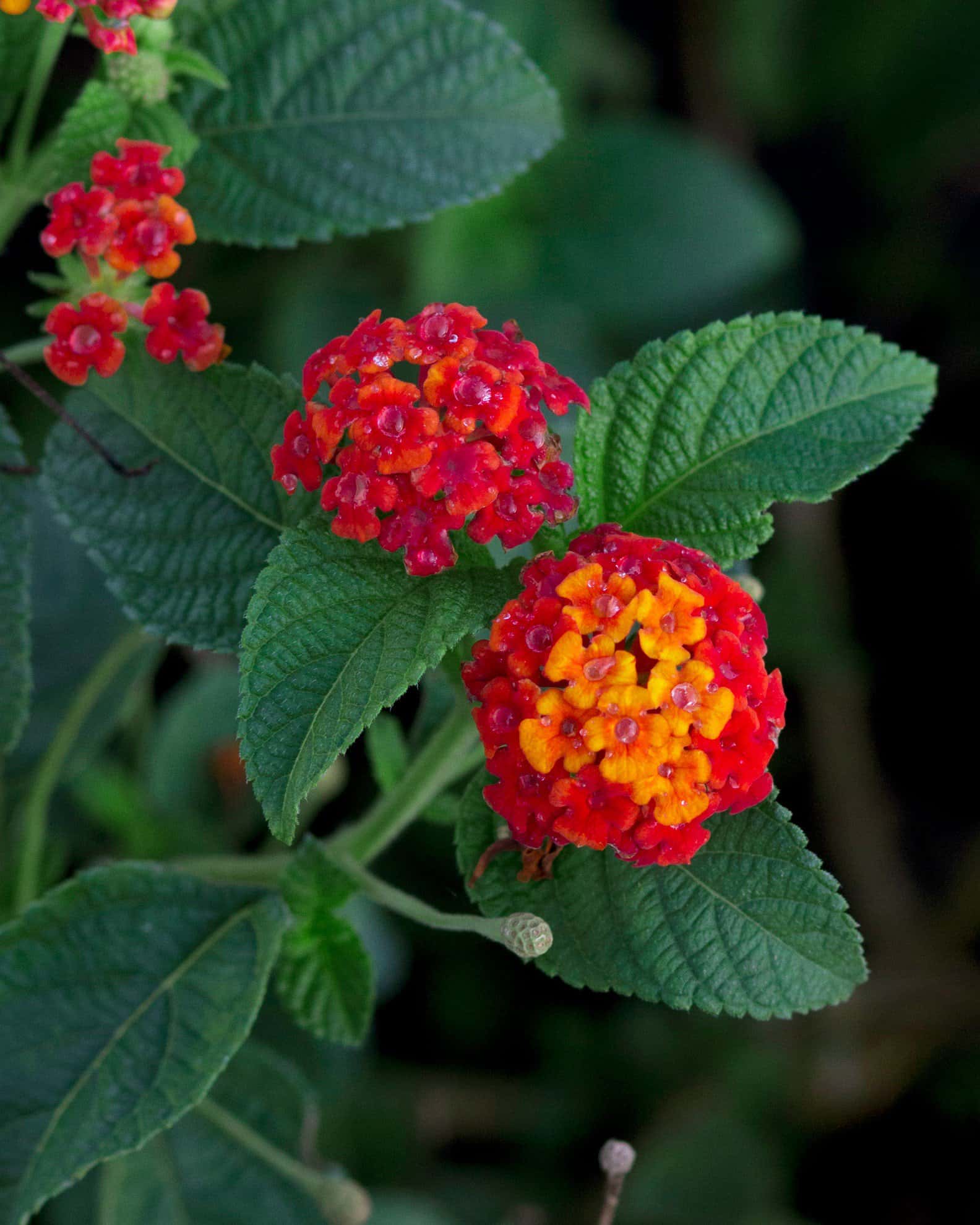 Dallas Red Lantana - Image 2