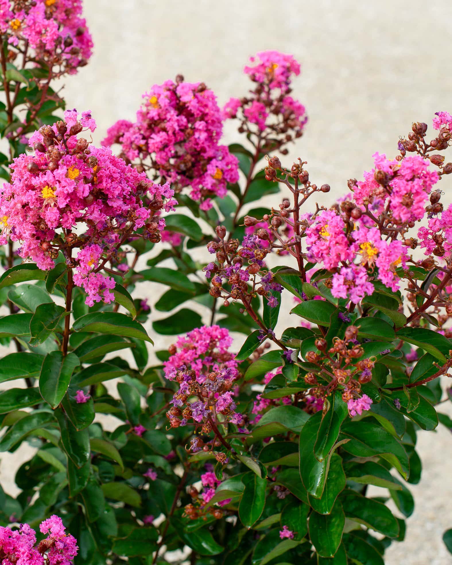Dark Roast Crape Myrtle - Main Image