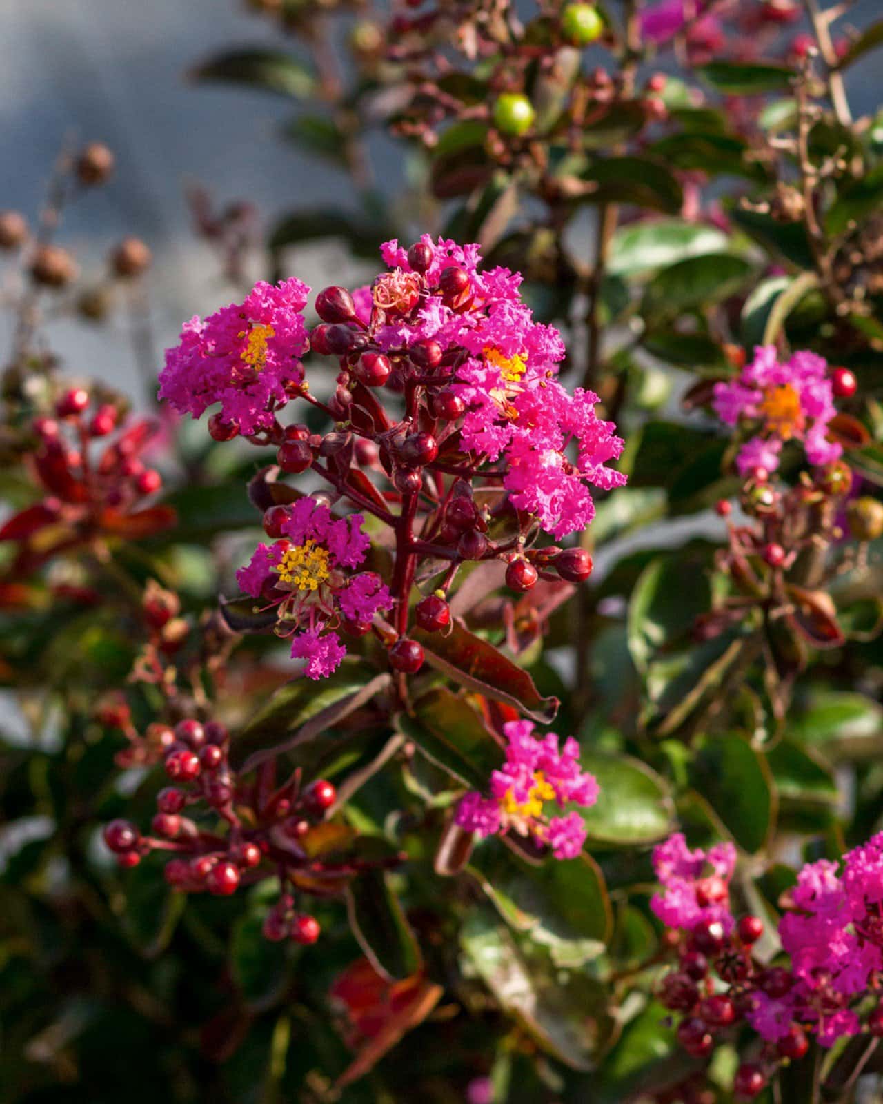Dark Roast Crape Myrtle - Image 3