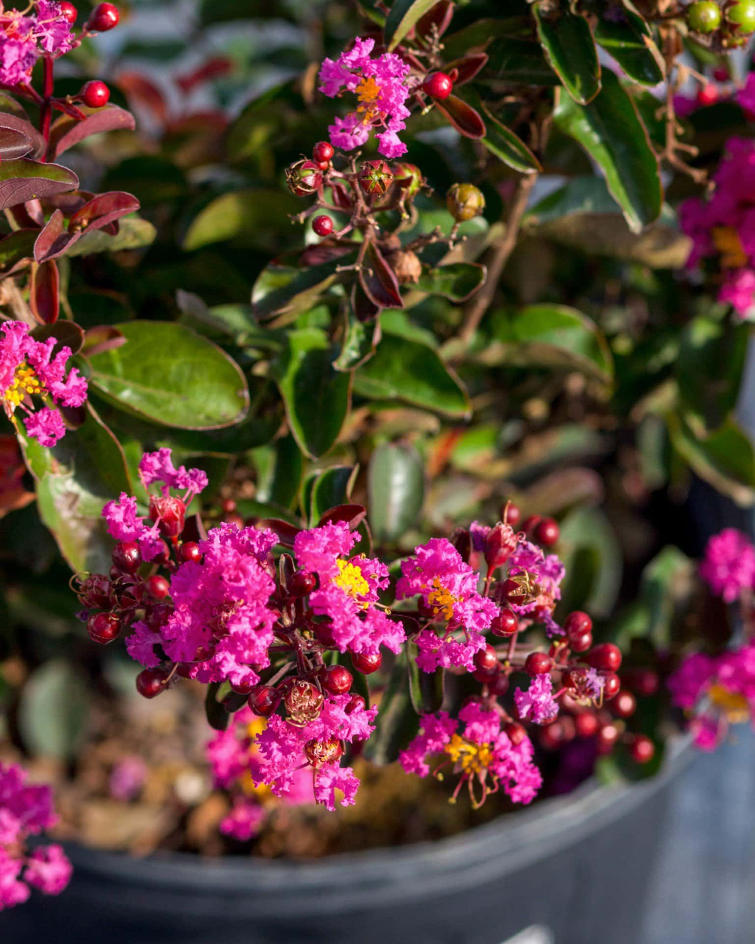 Dark Roast Crape Myrtle - Image 4