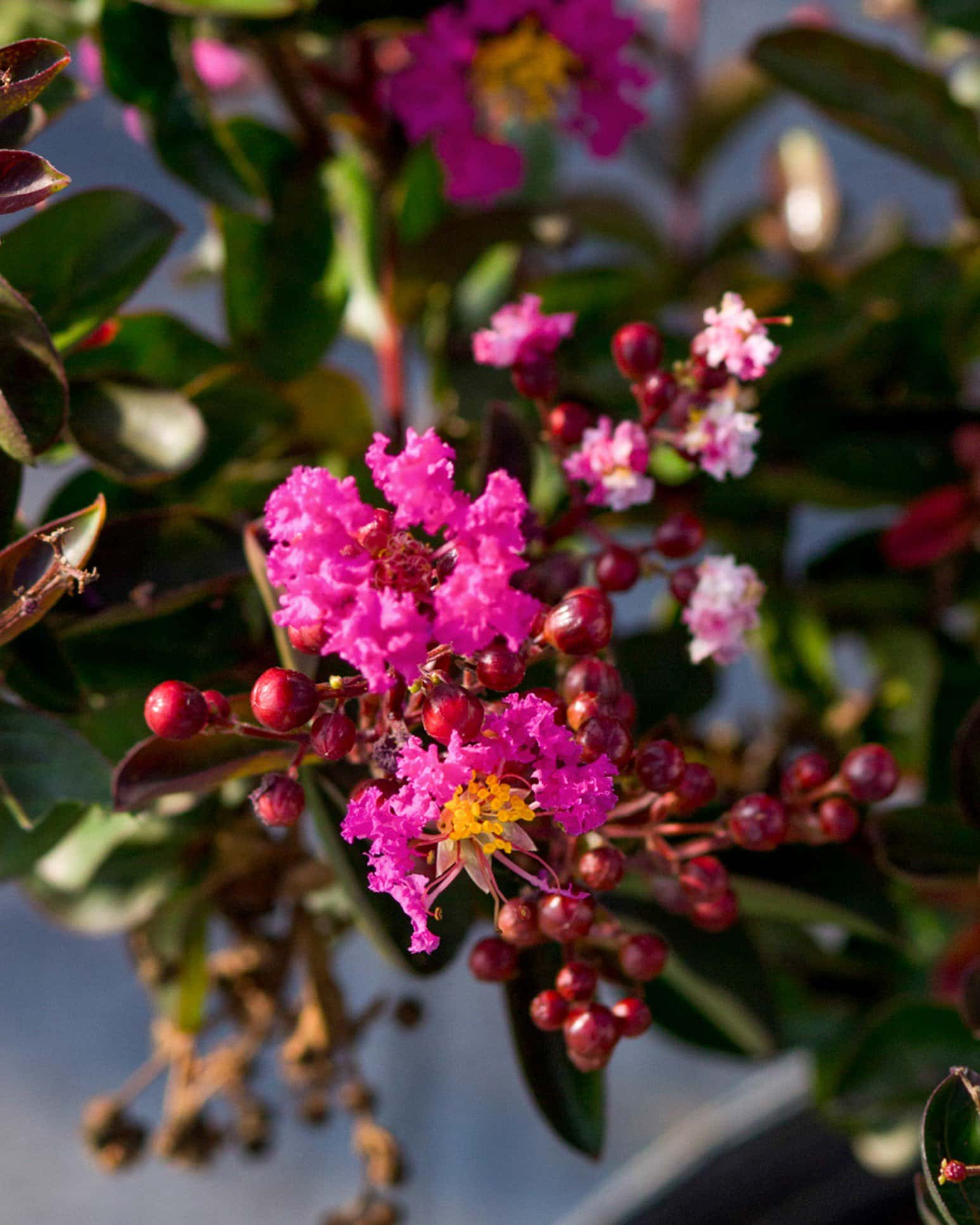 Dark Roast Crape Myrtle - Image 5