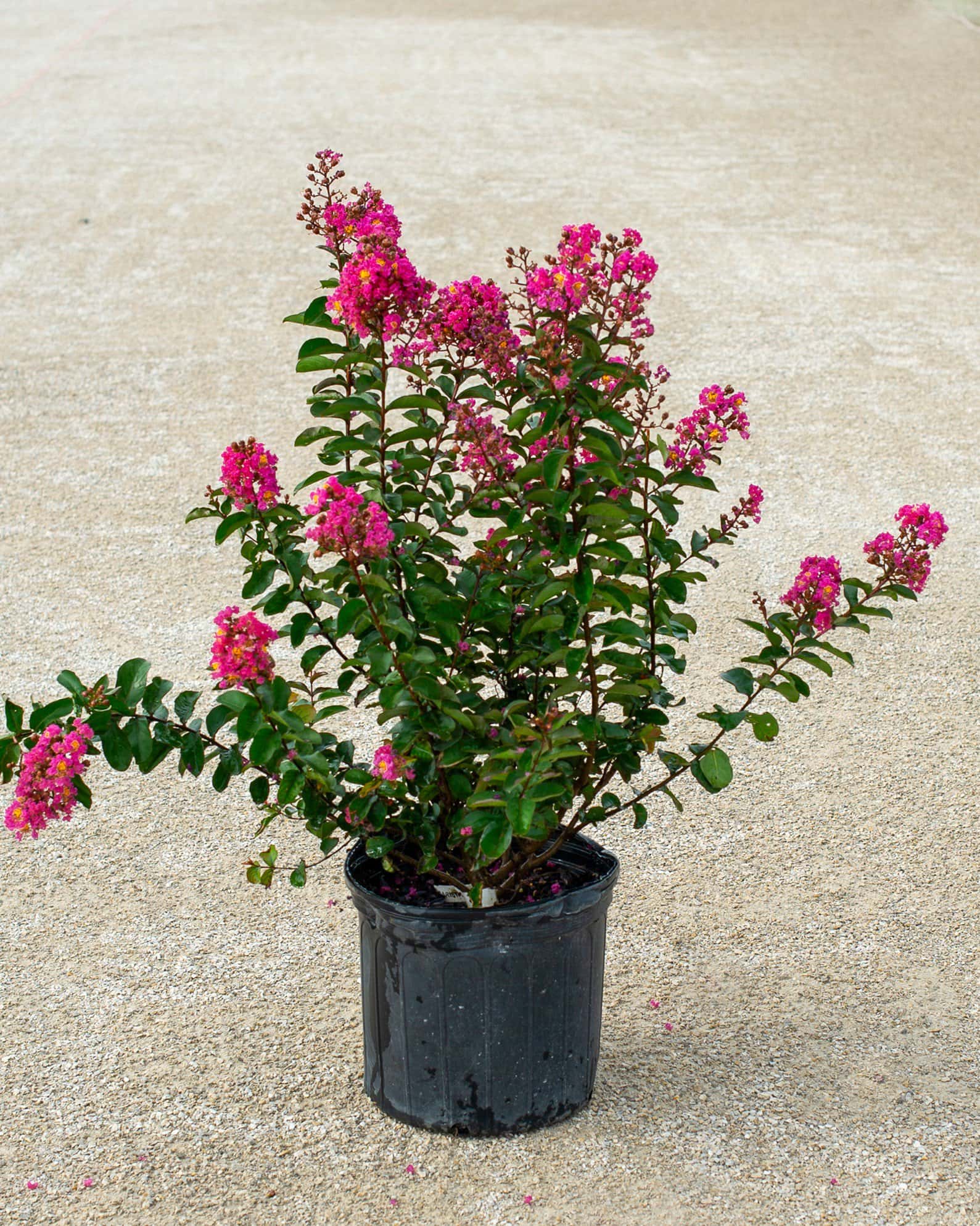 Dark Roast Crape Myrtle - Image 6