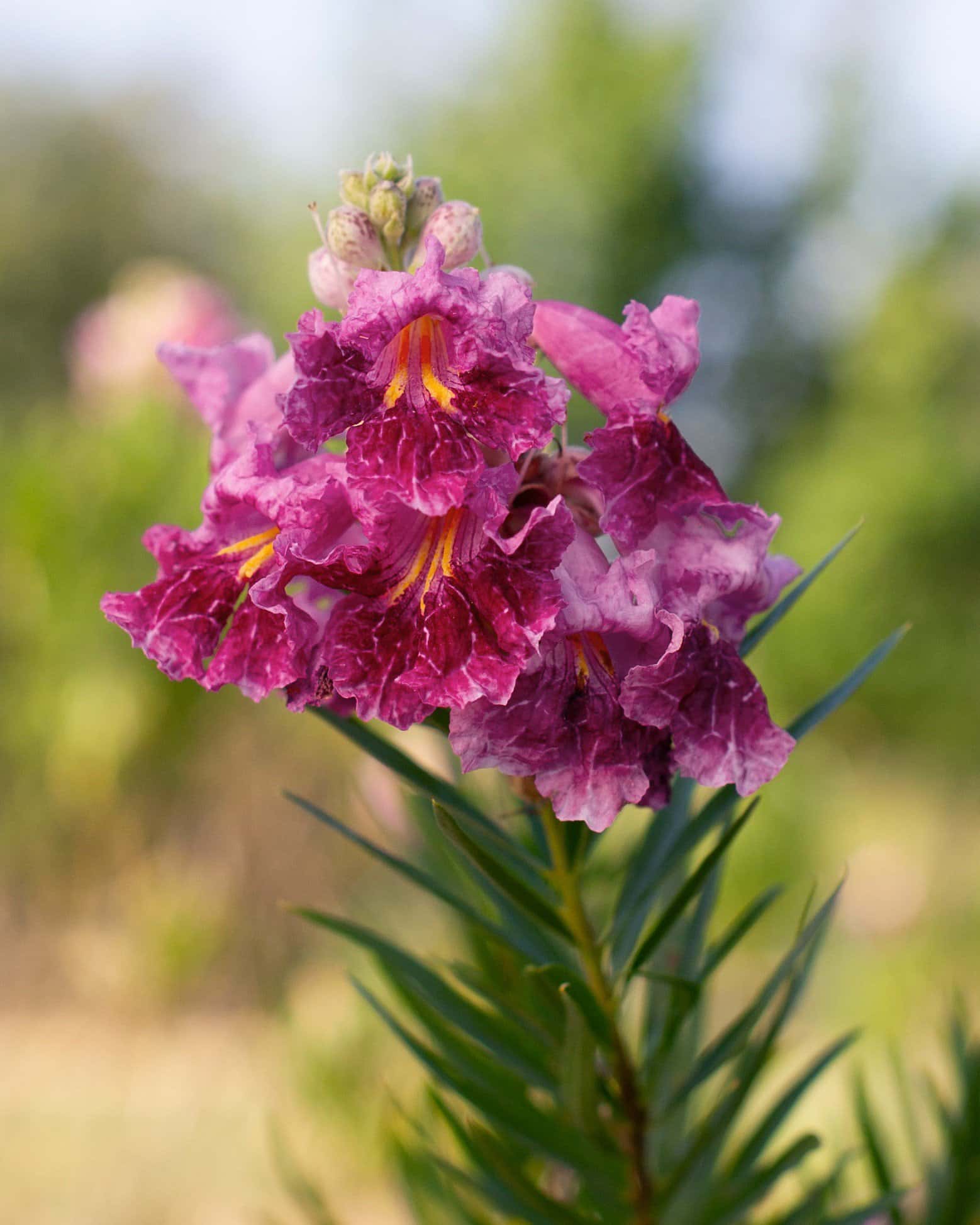 Bubba Desert Willow Tree Form - Image 1