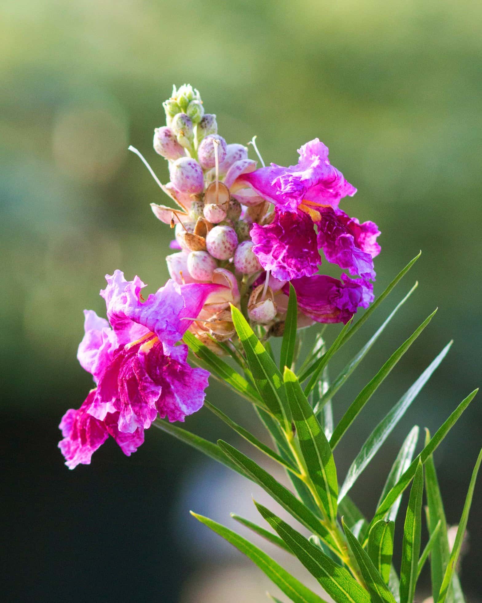 Bubba Desert Willow Tree Form - Image 2