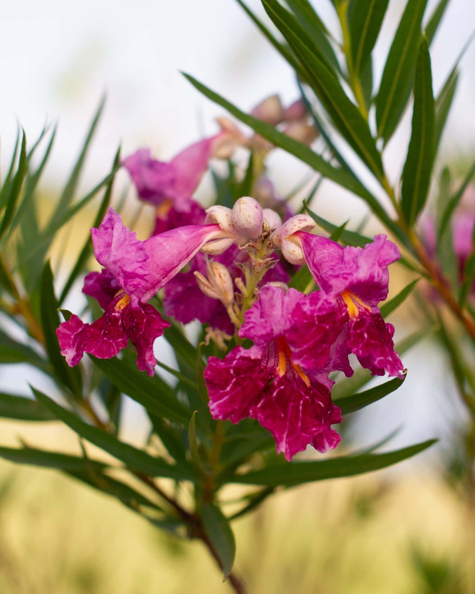 Bubba Desert Willow Tree Form - Image 3