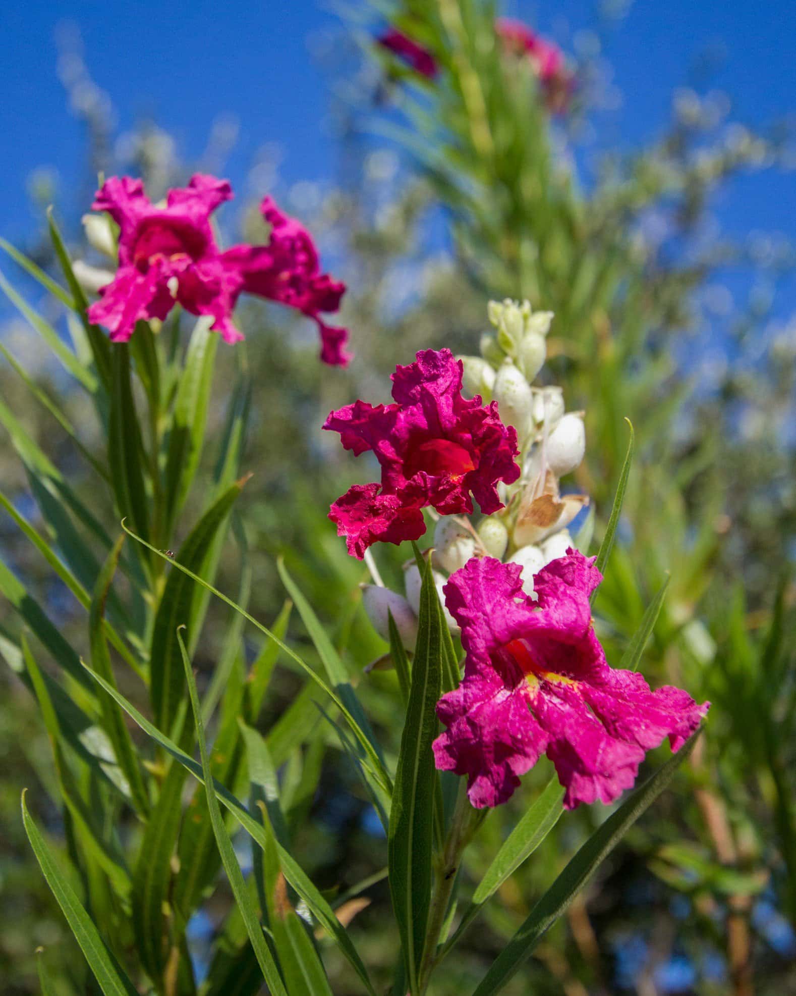 Desert Willow Sweet Bubba - Image 2