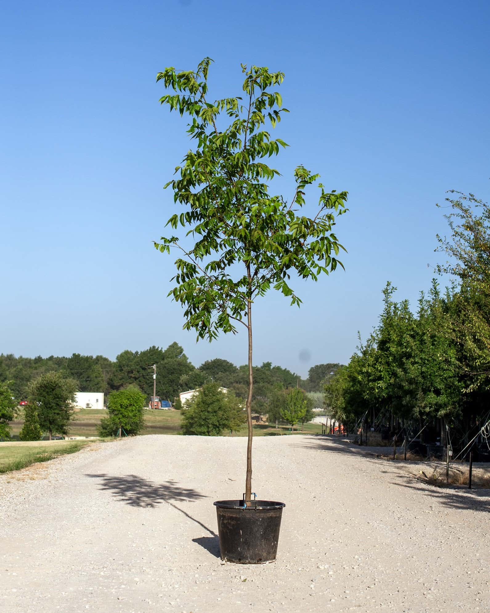 Desirable Pecan - Main Image