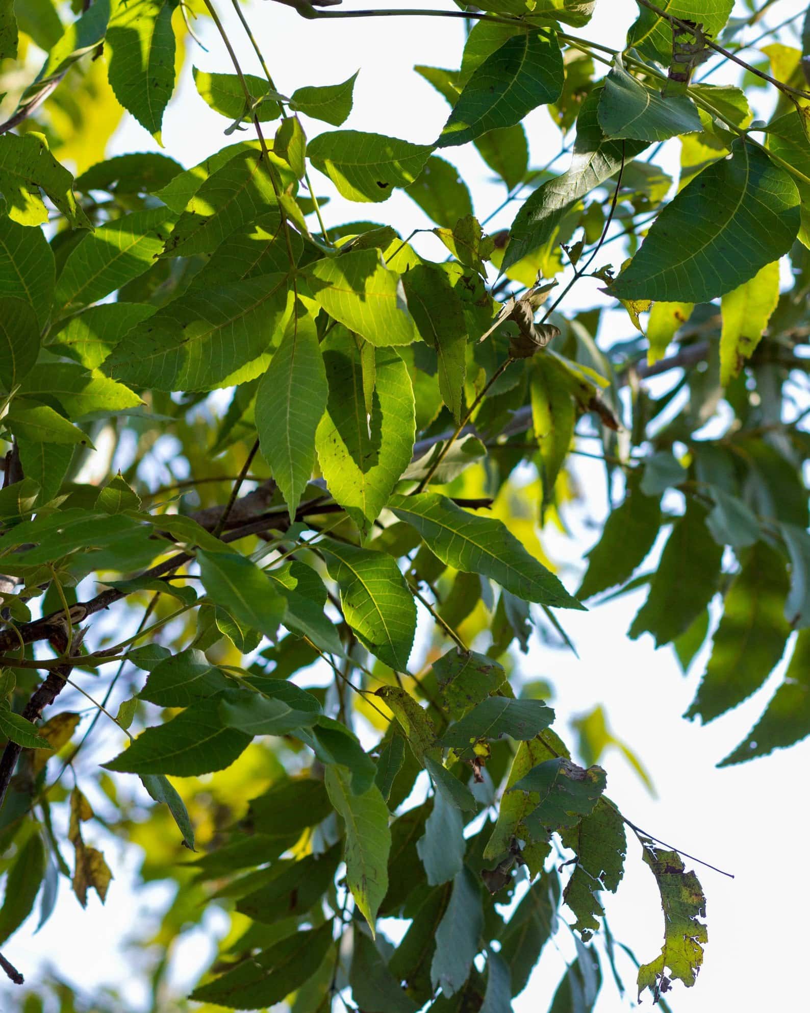 Desirable Pecan - Image 6