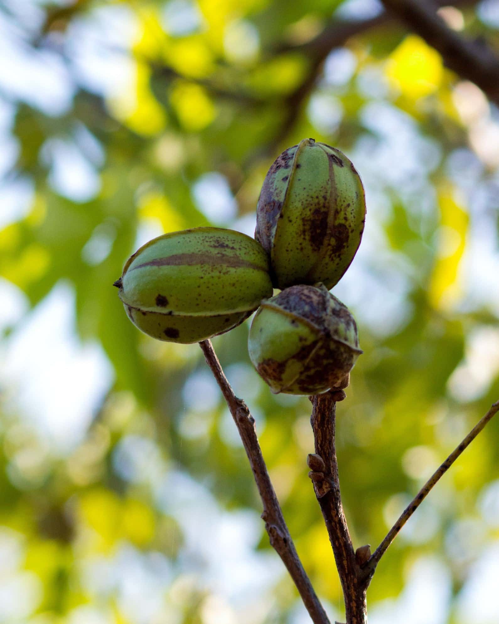 Desirable Pecan - Image 7