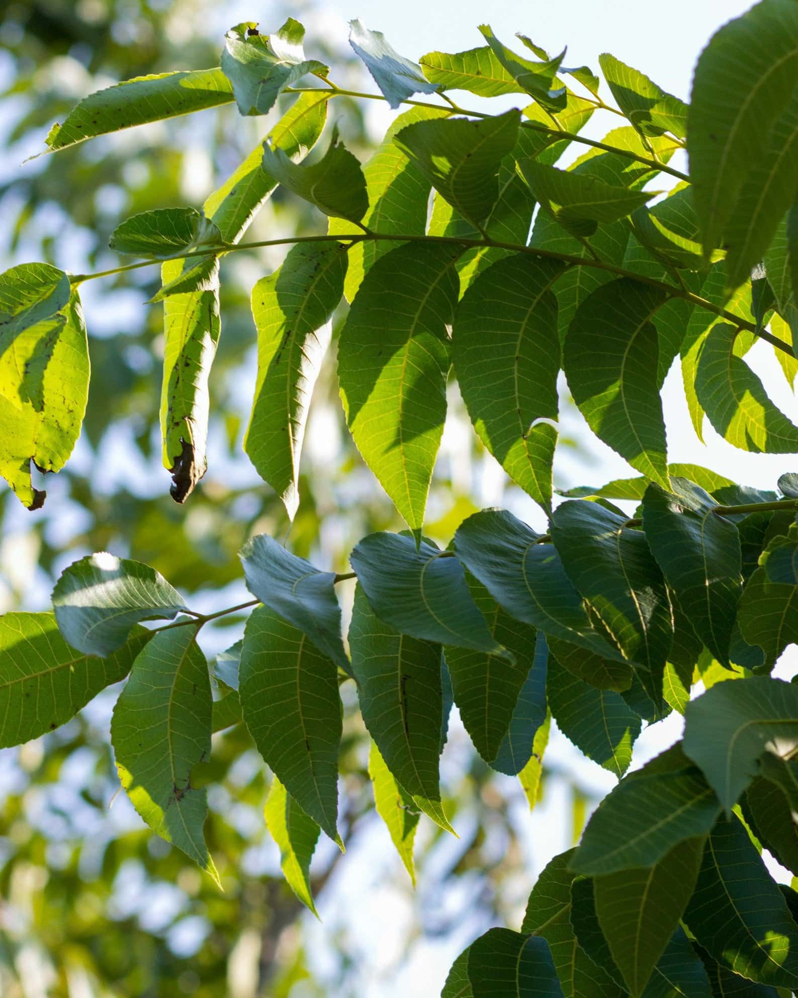 Desirable Pecan - Image 1