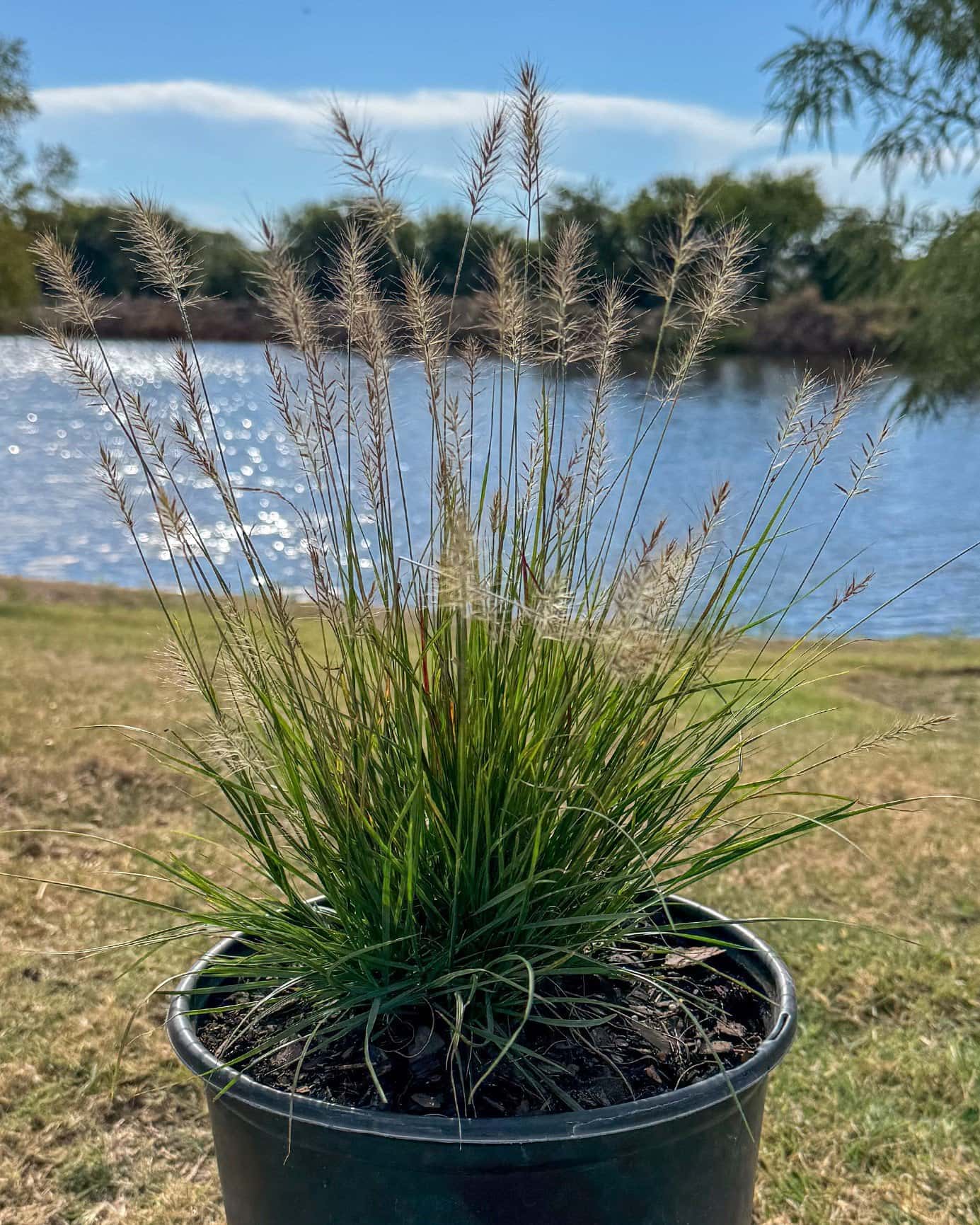 Dwarf Hameln Fountain Grass - Main Image