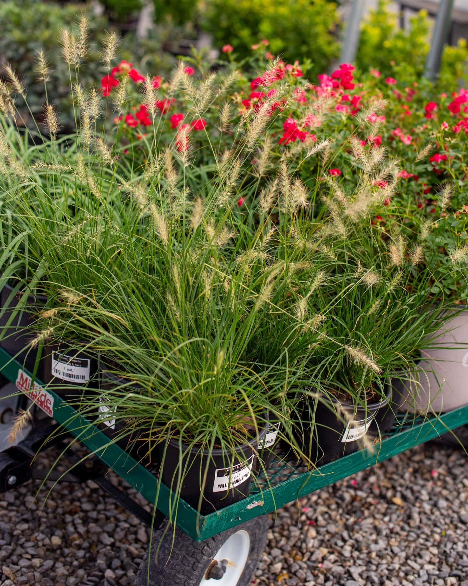 Dwarf Hameln Fountain Grass - Image 6