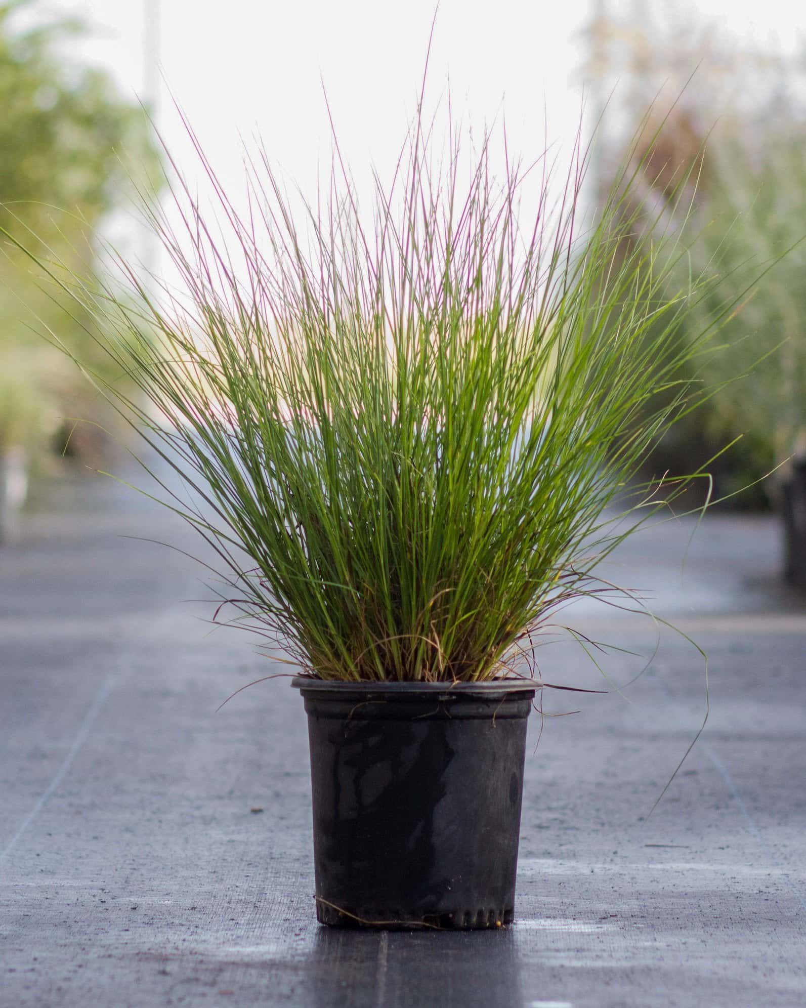 Dwarf Little Bunny Fountain Grass - Image 4