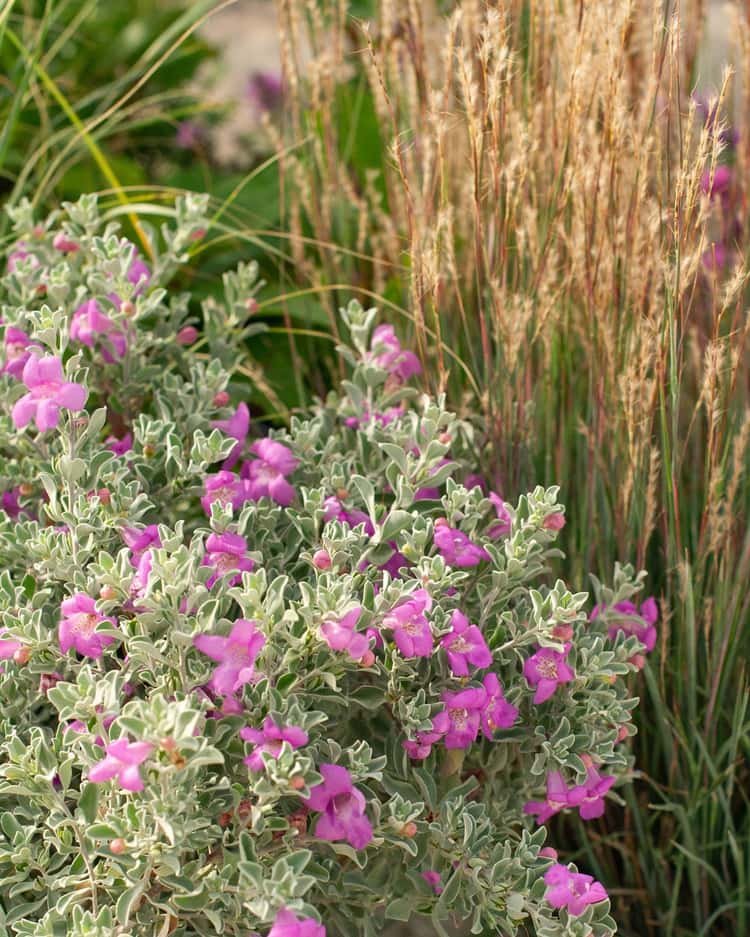 Desperado Texas Sage | Order Online | Treeland Nursery