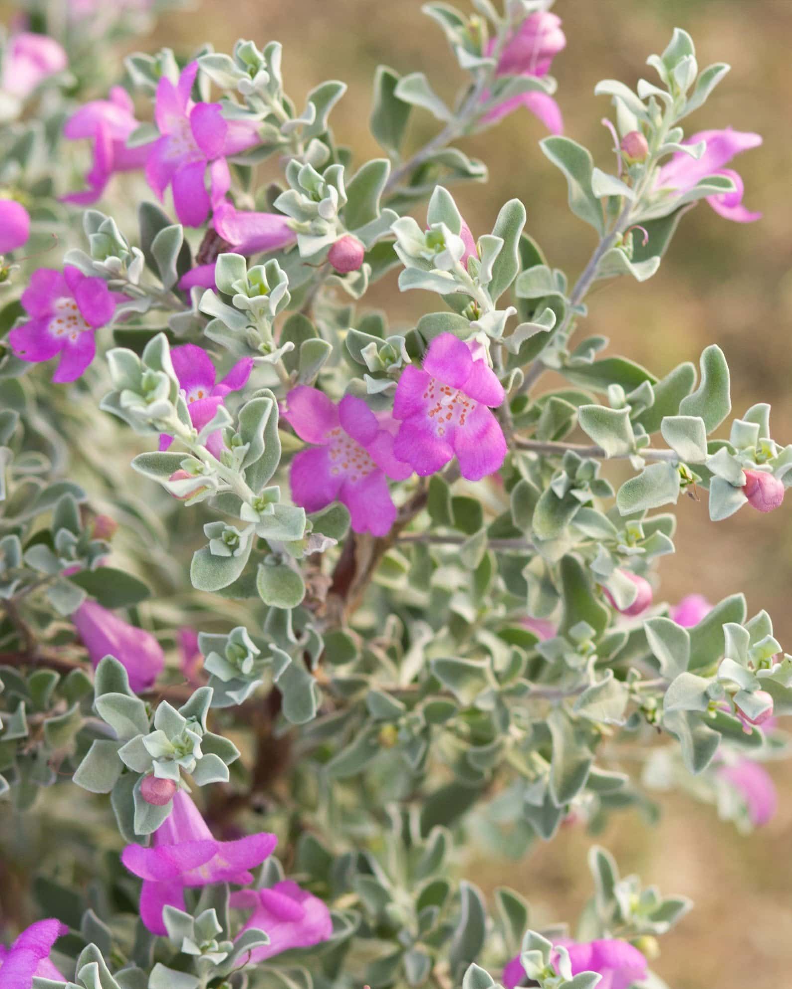 Desperado Texas Sage - Image 6