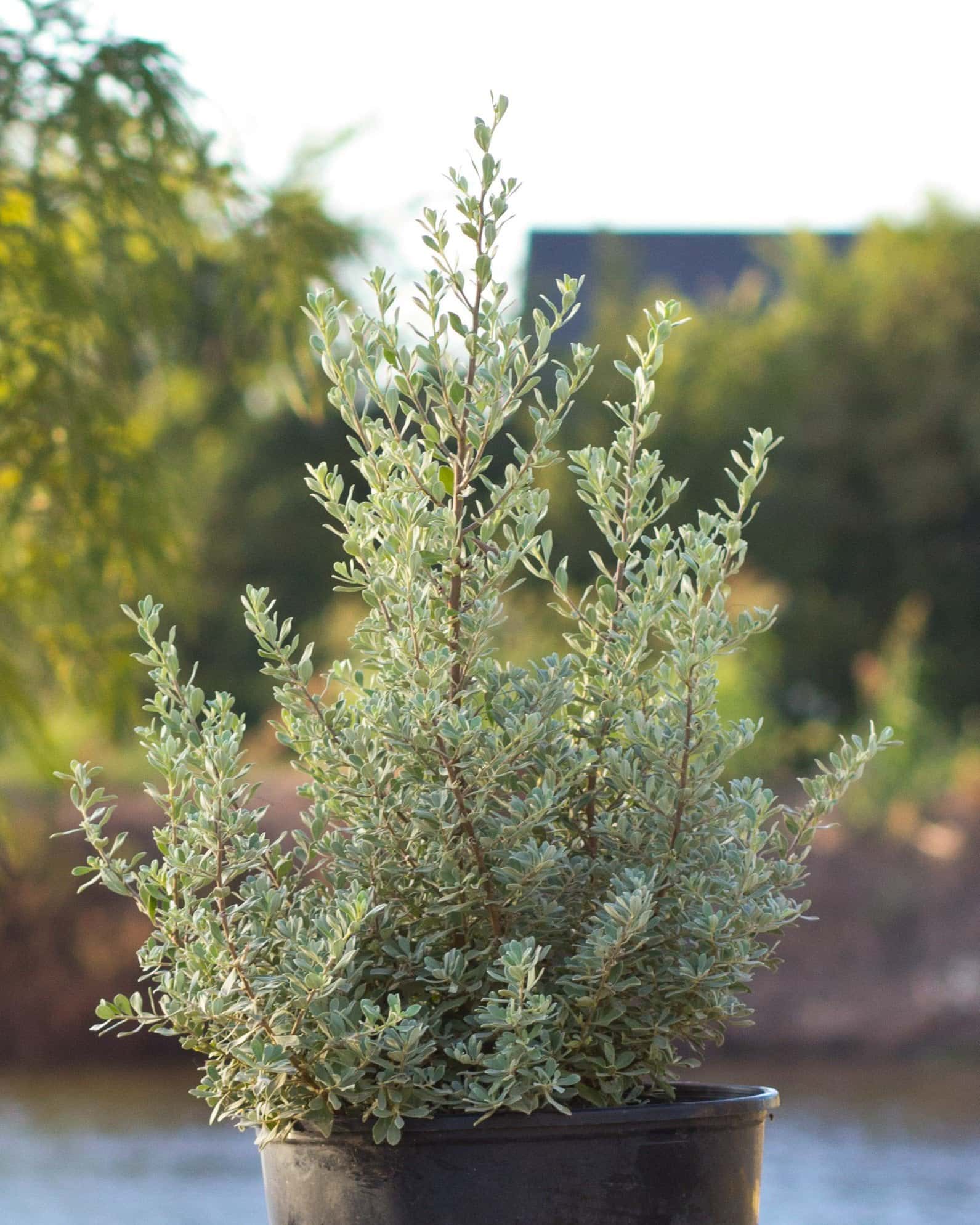 Desperado Texas Sage - Image 4