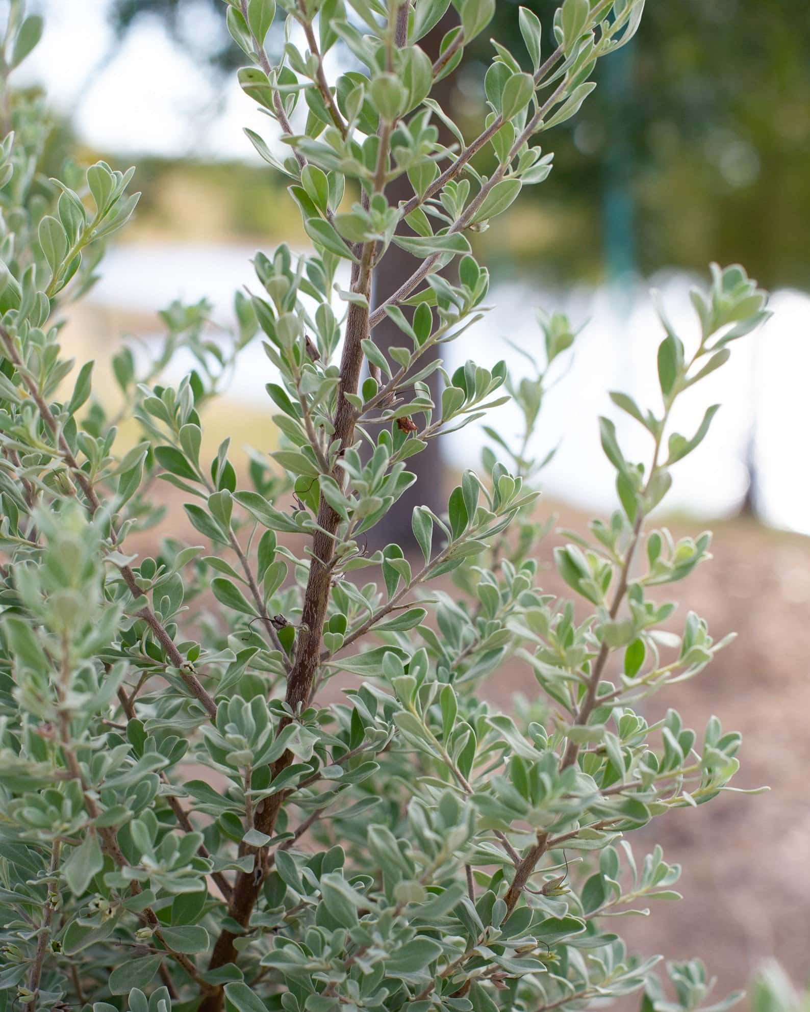 Desperado Texas Sage - Image 7