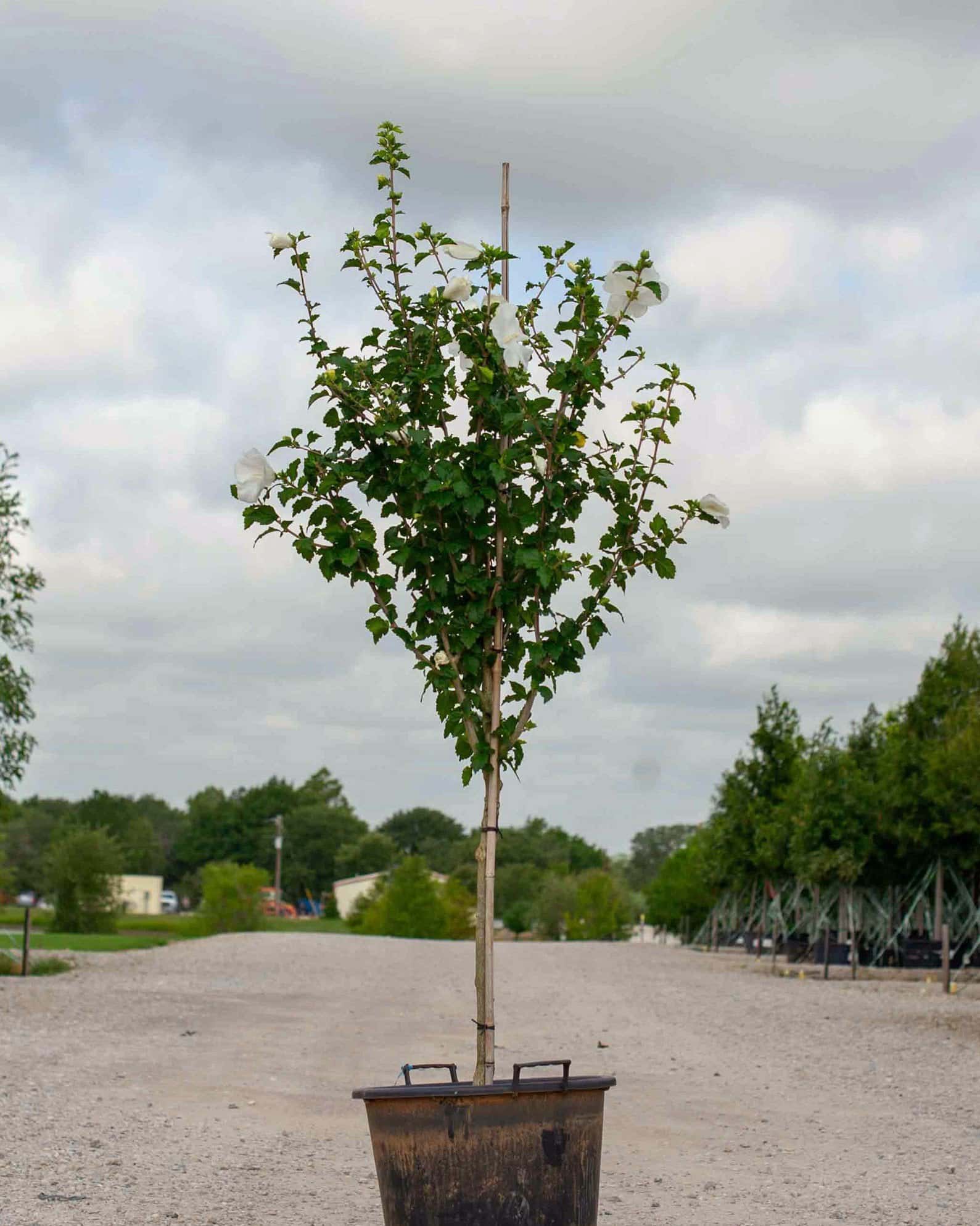 Diana Althea Tree Form - Image 1