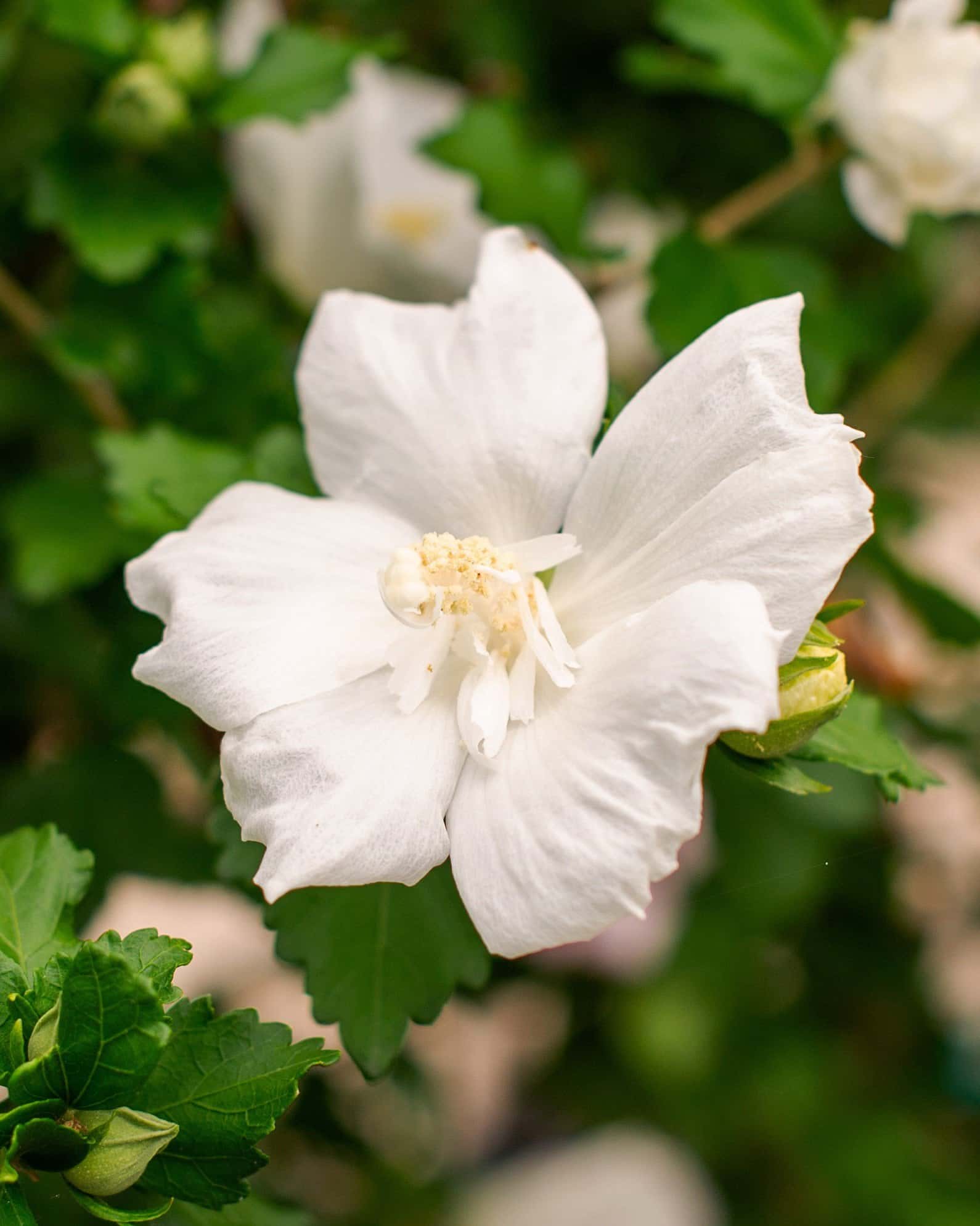 Diana Althea Tree Form - Image 7