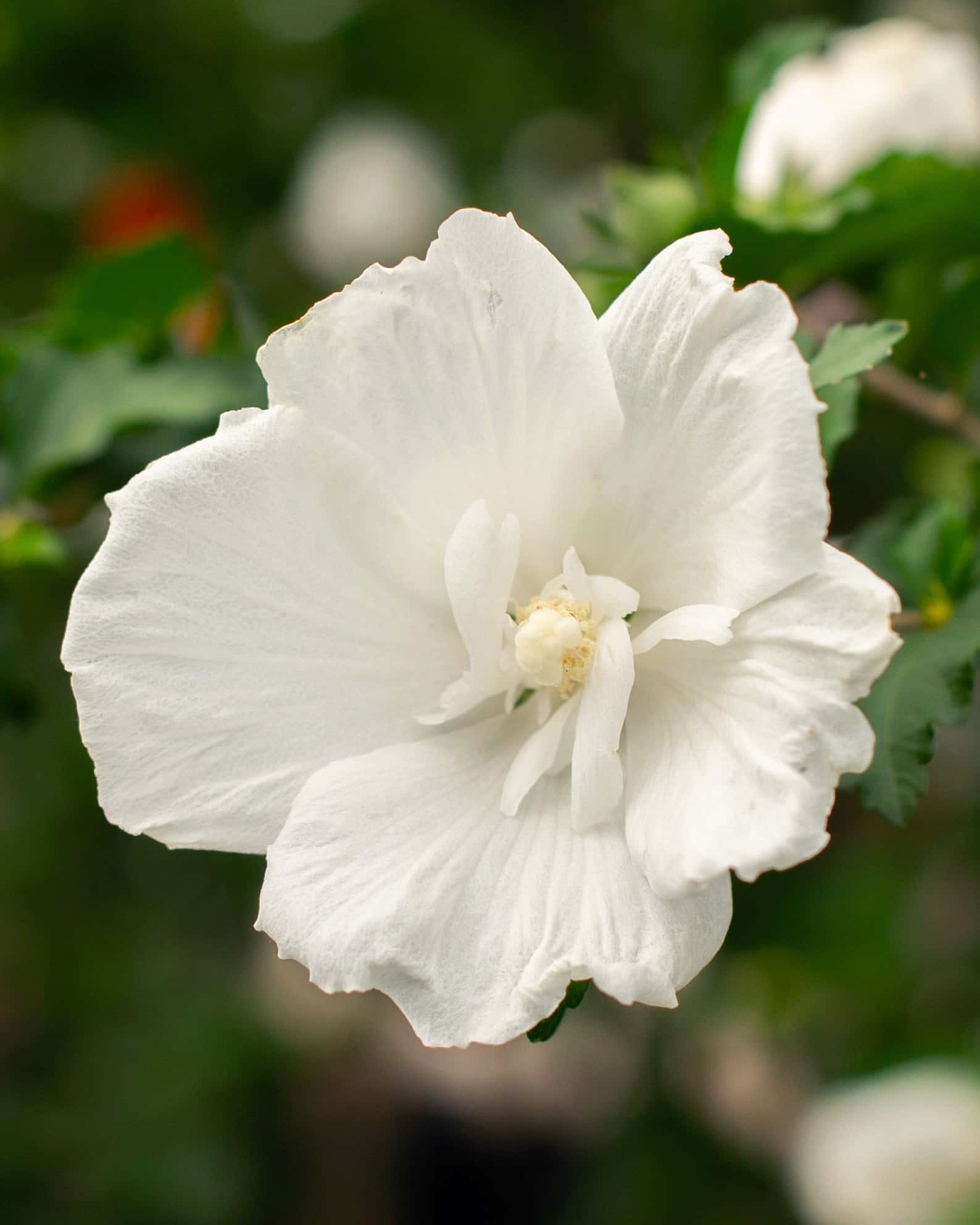 Diana Althea Tree Form - Image 6