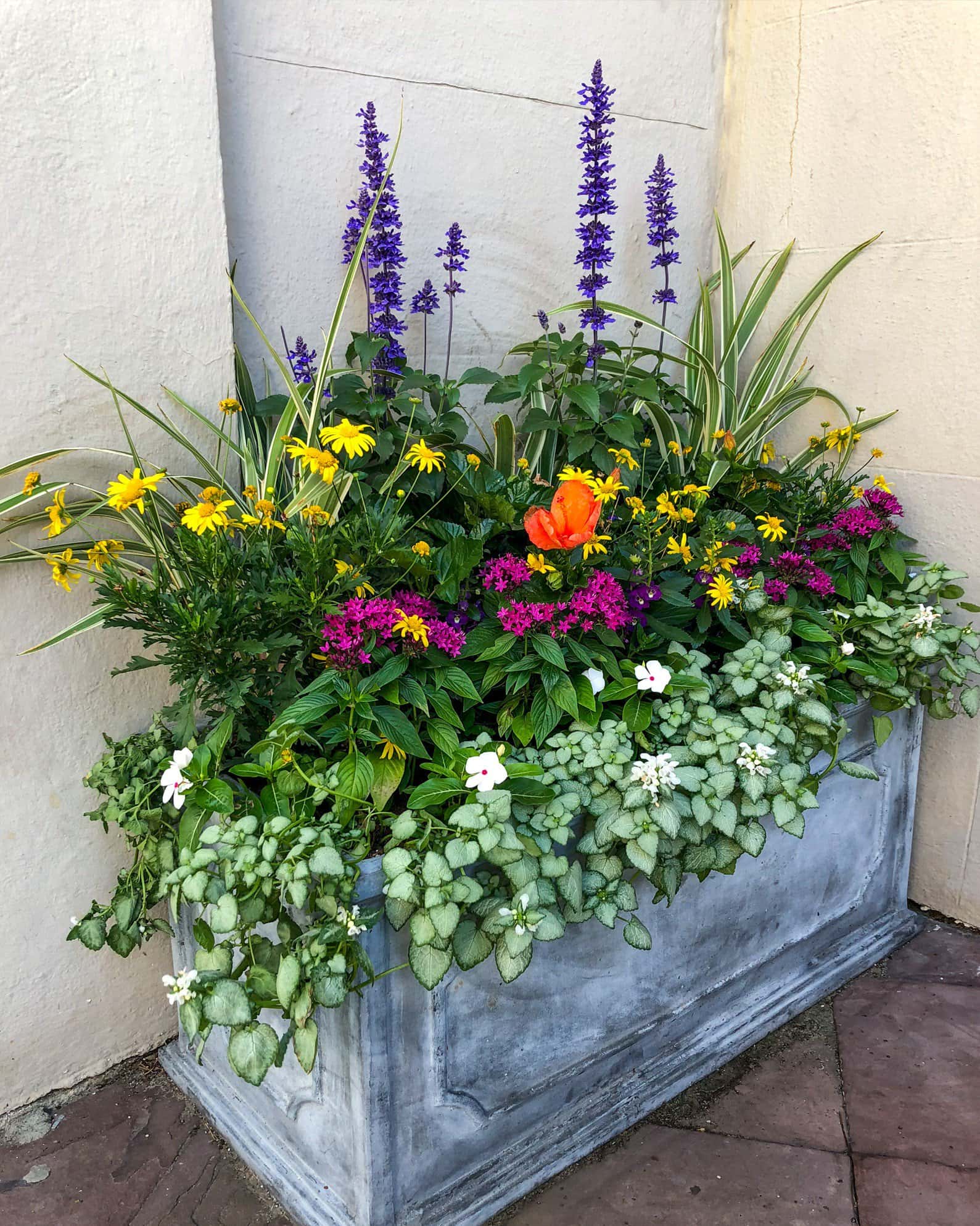 Caradonna Salvia - Image 2