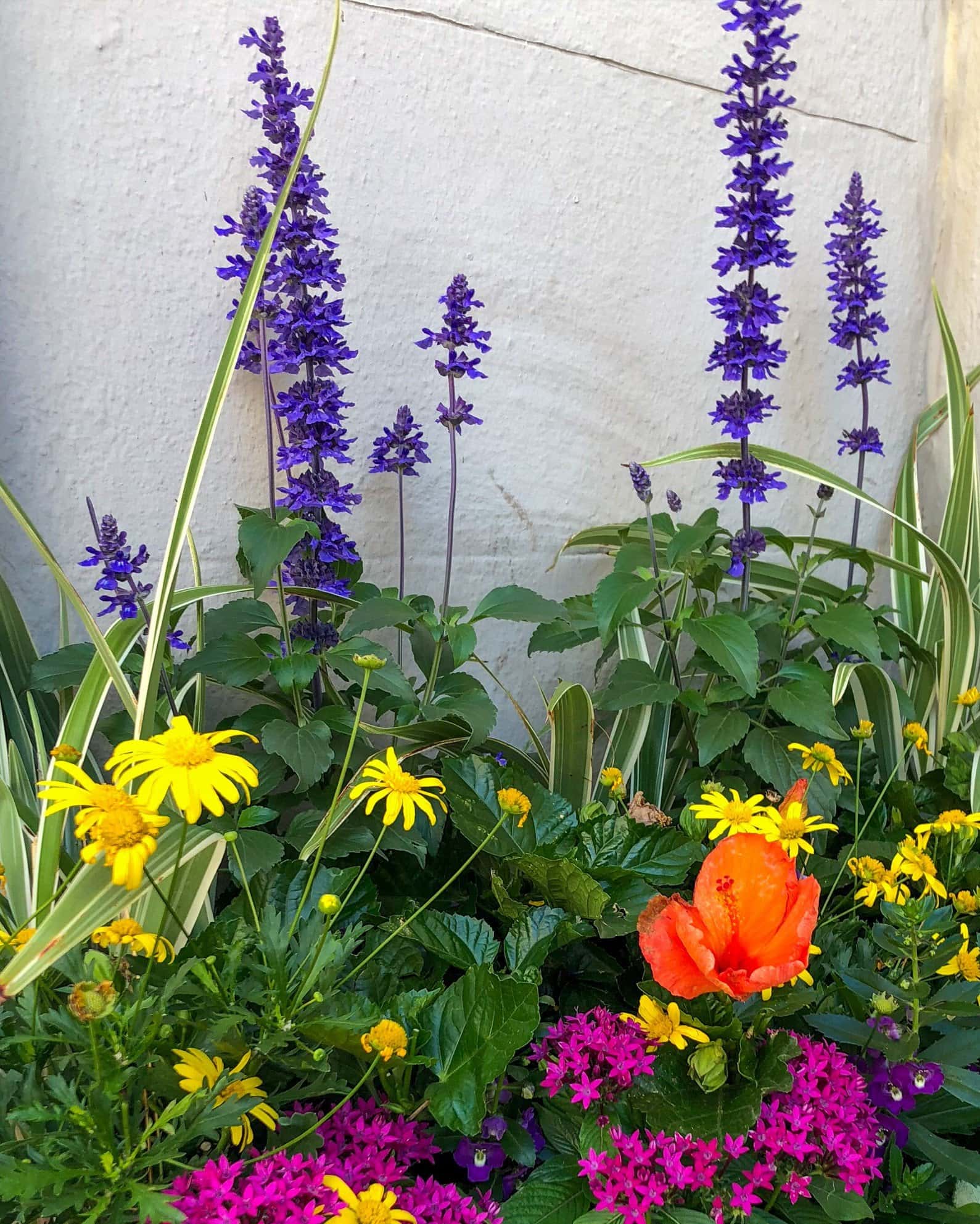 Caradonna Salvia - Image 1