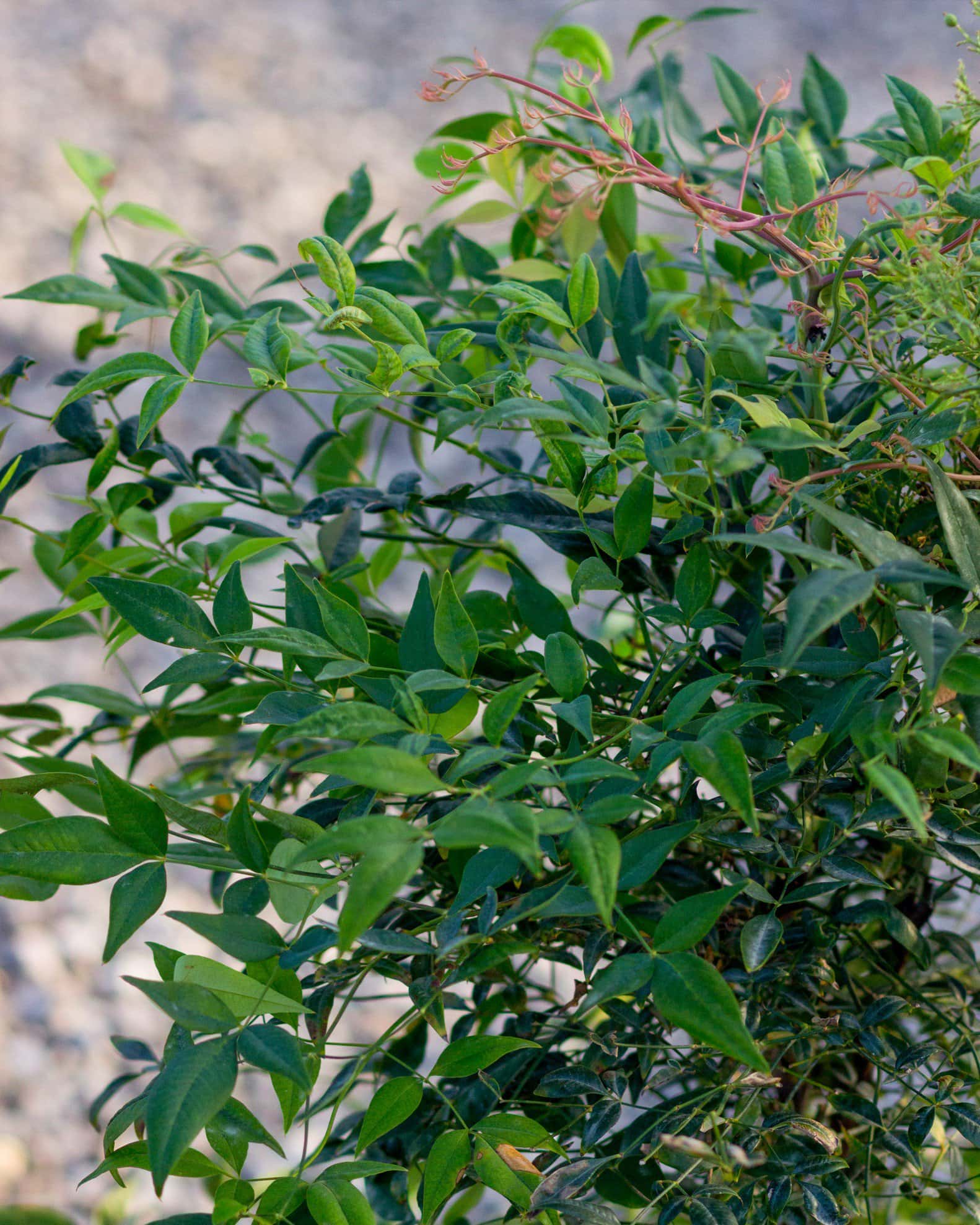 Domestica Nandina - Image 5