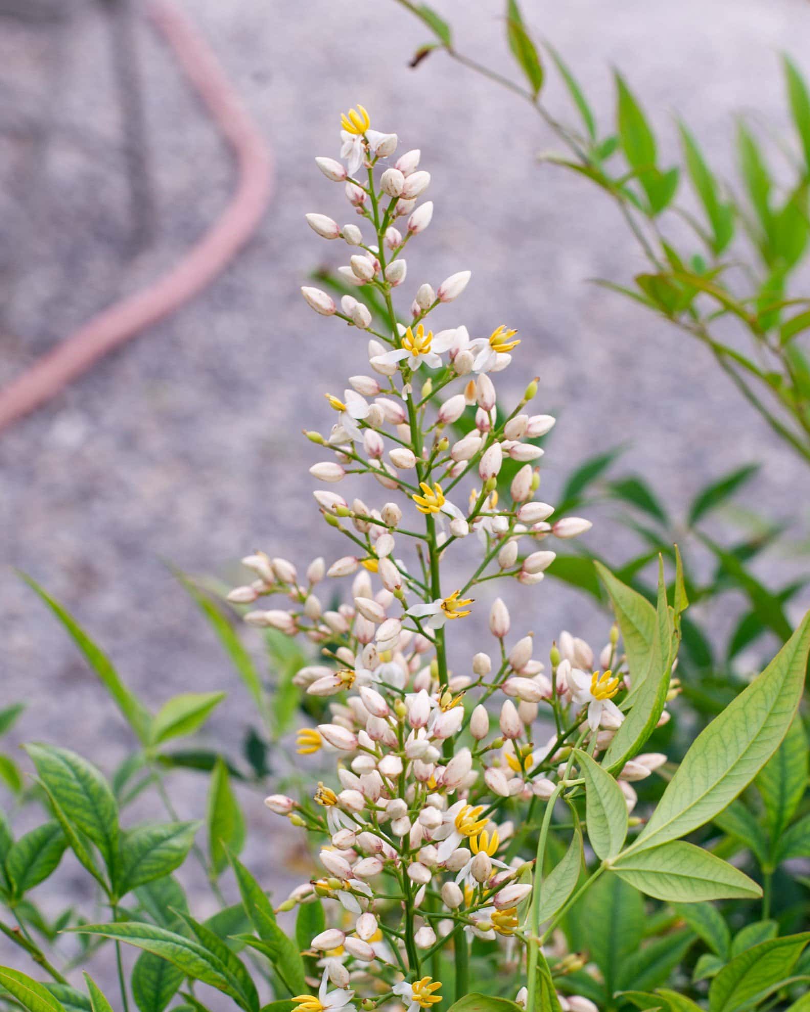 Domestica Nandina - Image 7
