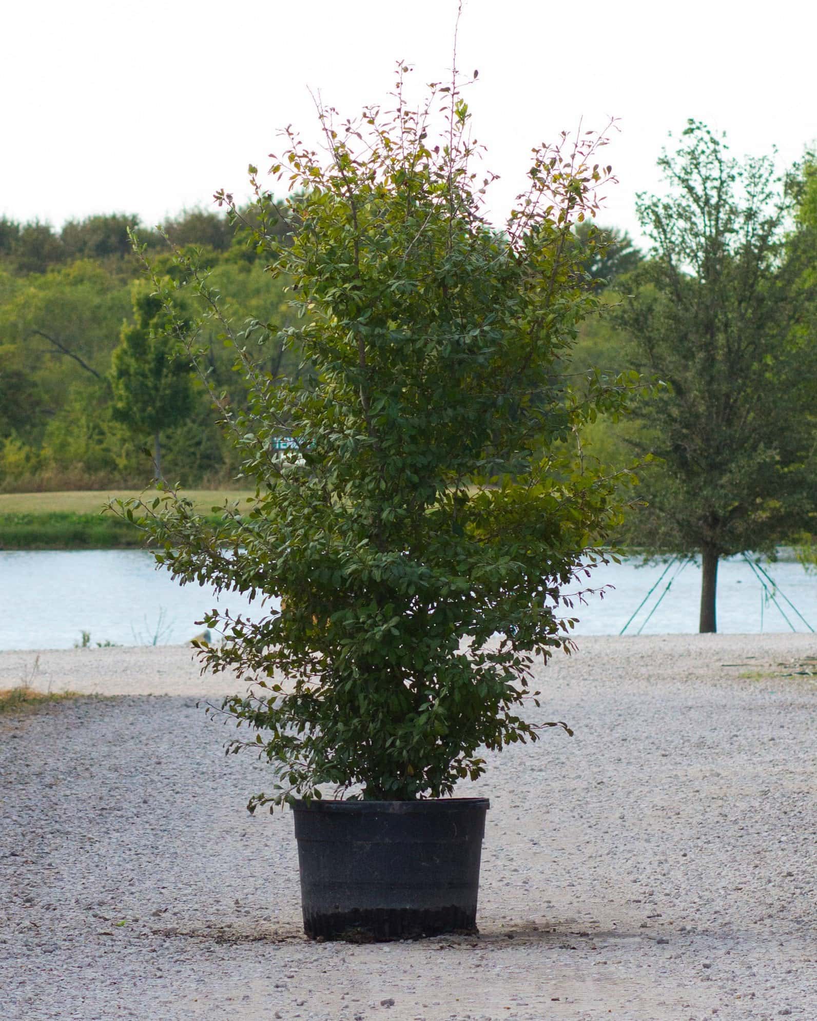 Possumhaw Holly - Image 3