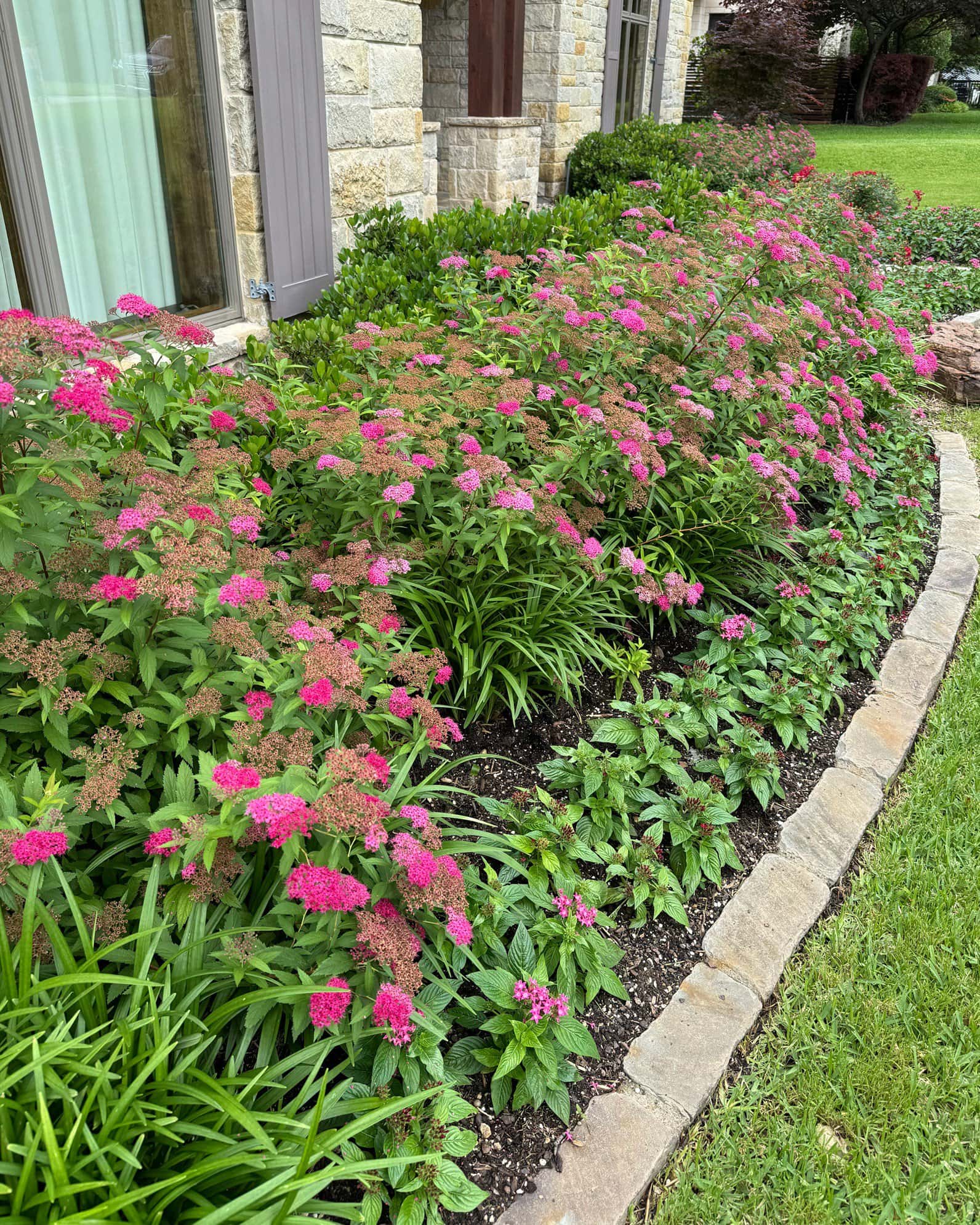 Double Play Doozie Spirea - Image 1