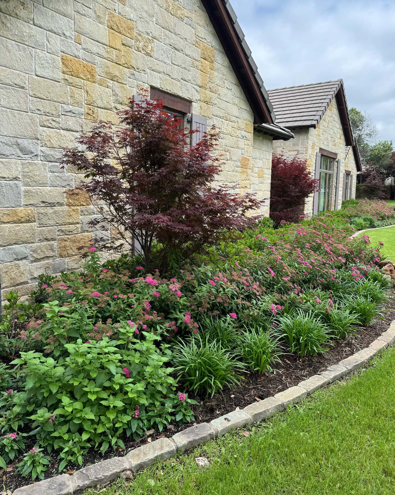 Double Play Doozie Spirea - Image 4