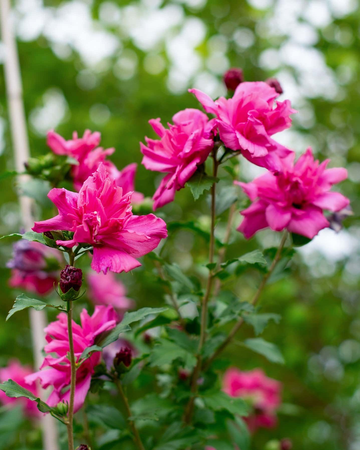 Double Red Althea Tree Form - Main Image