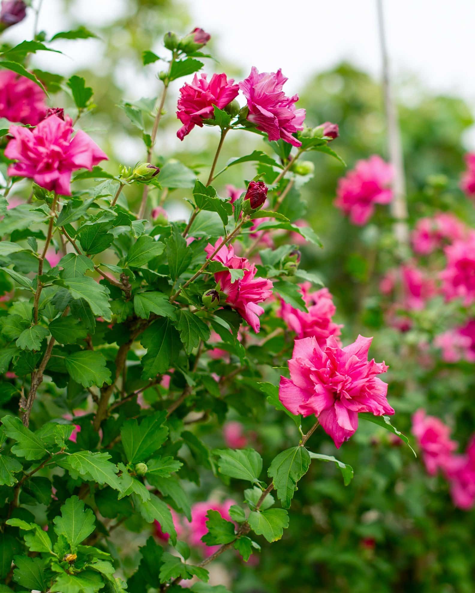 Double Red Althea Tree Form - Image 1