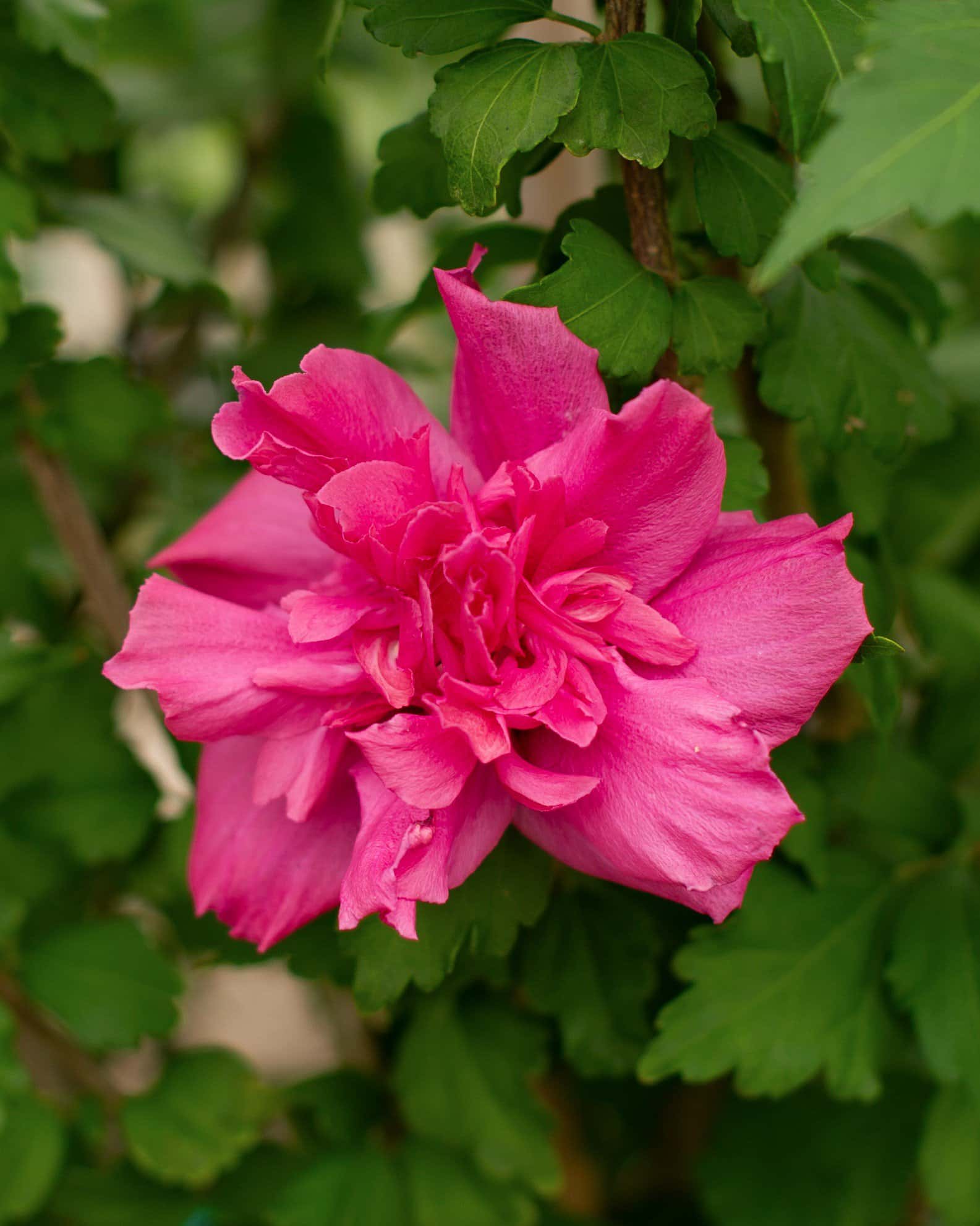 Double Red Althea Tree Form - Image 4