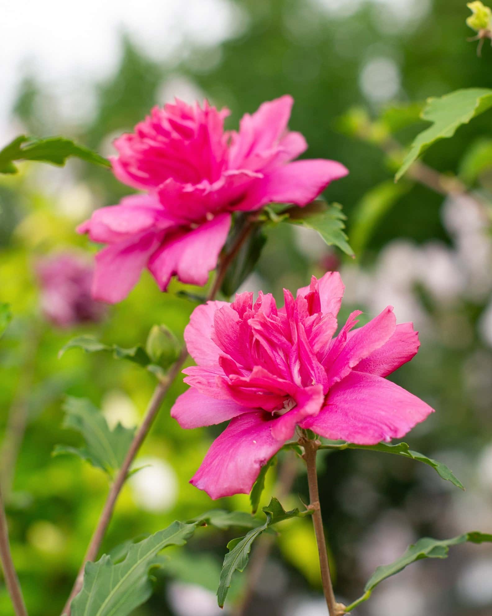 Double Red Althea Tree Form - Image 5