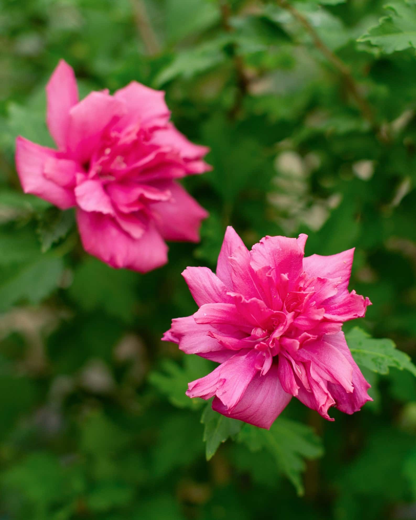 Double Red Althea Tree Form - Image 6