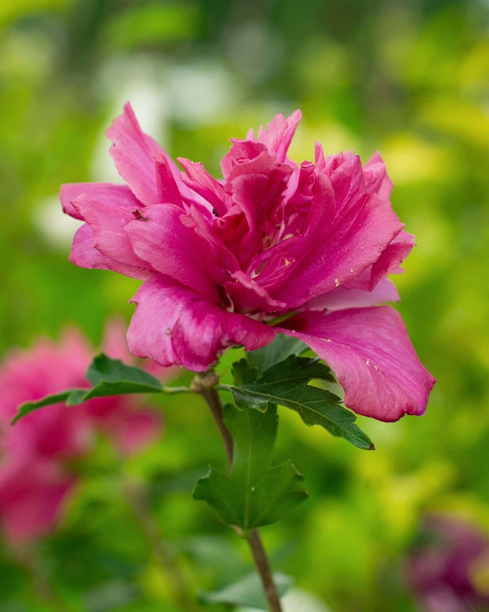 Double Red Althea Tree Form - Image 7