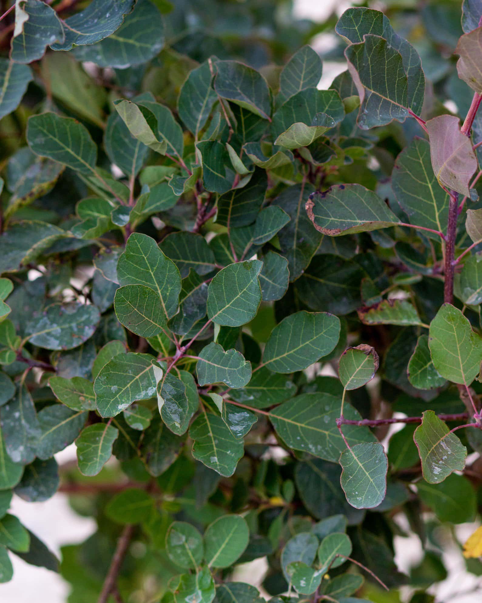 Dusky Maiden Smoketree - Image 4
