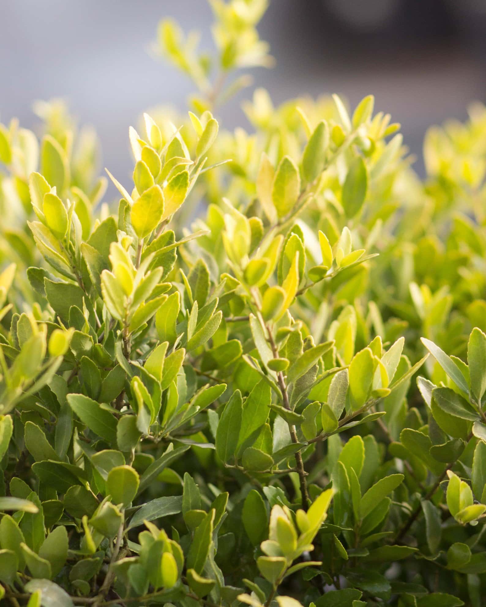 Dwarf Yaupon Holly Eureka Gold - Main Image