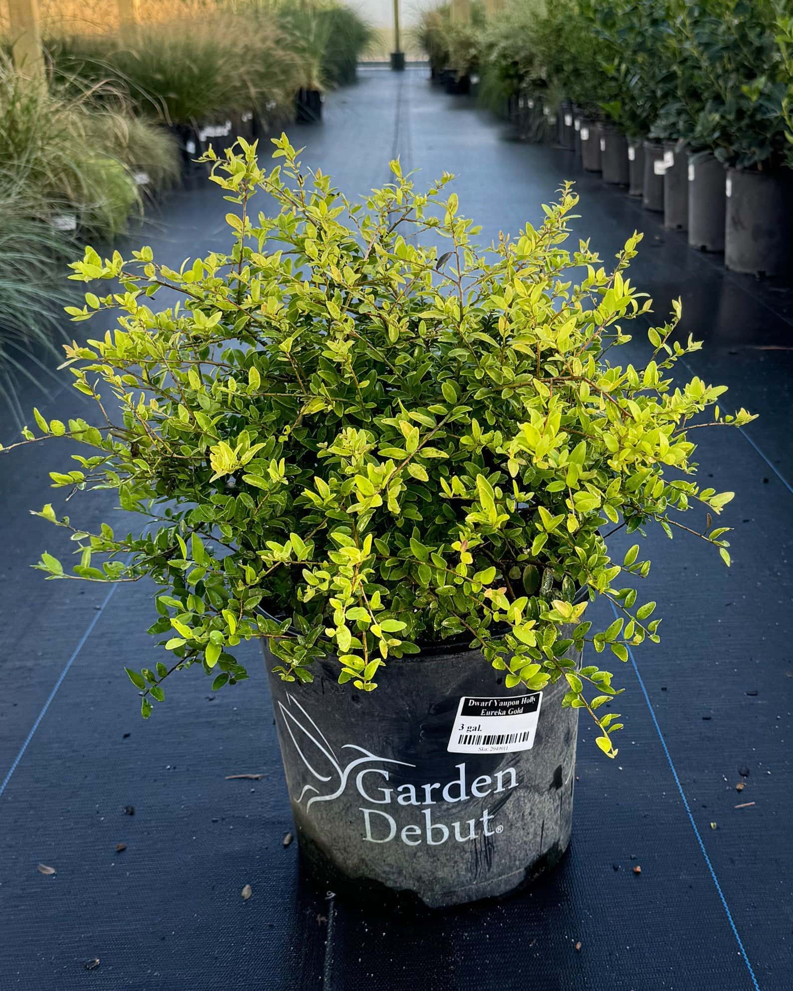 Dwarf Yaupon Holly Eureka Gold - Image 7