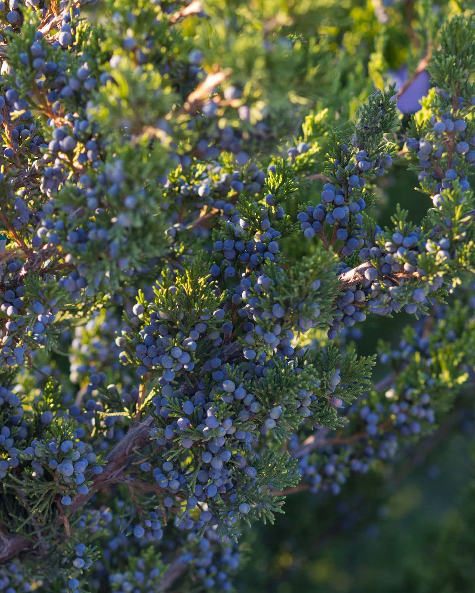 Eastern Red Cedar Canaertii - Image 7